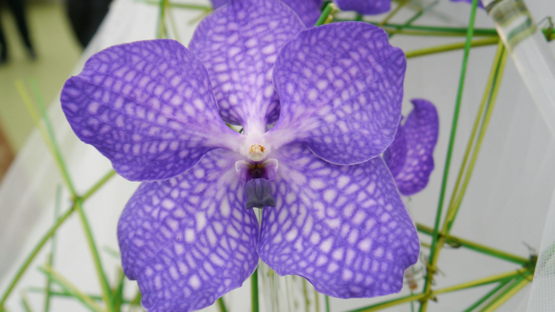 Vanda-Orchidee blüht in Blaulila.