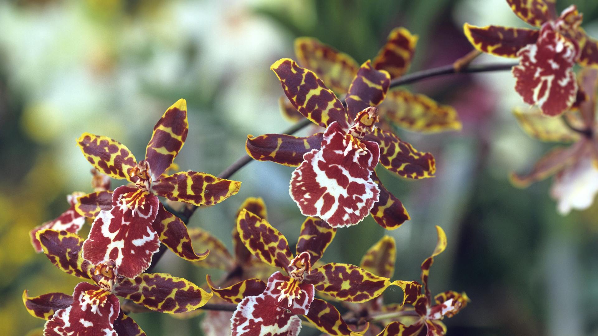 Nahaufnahme der Cambria-Orchidee mit Blüten.