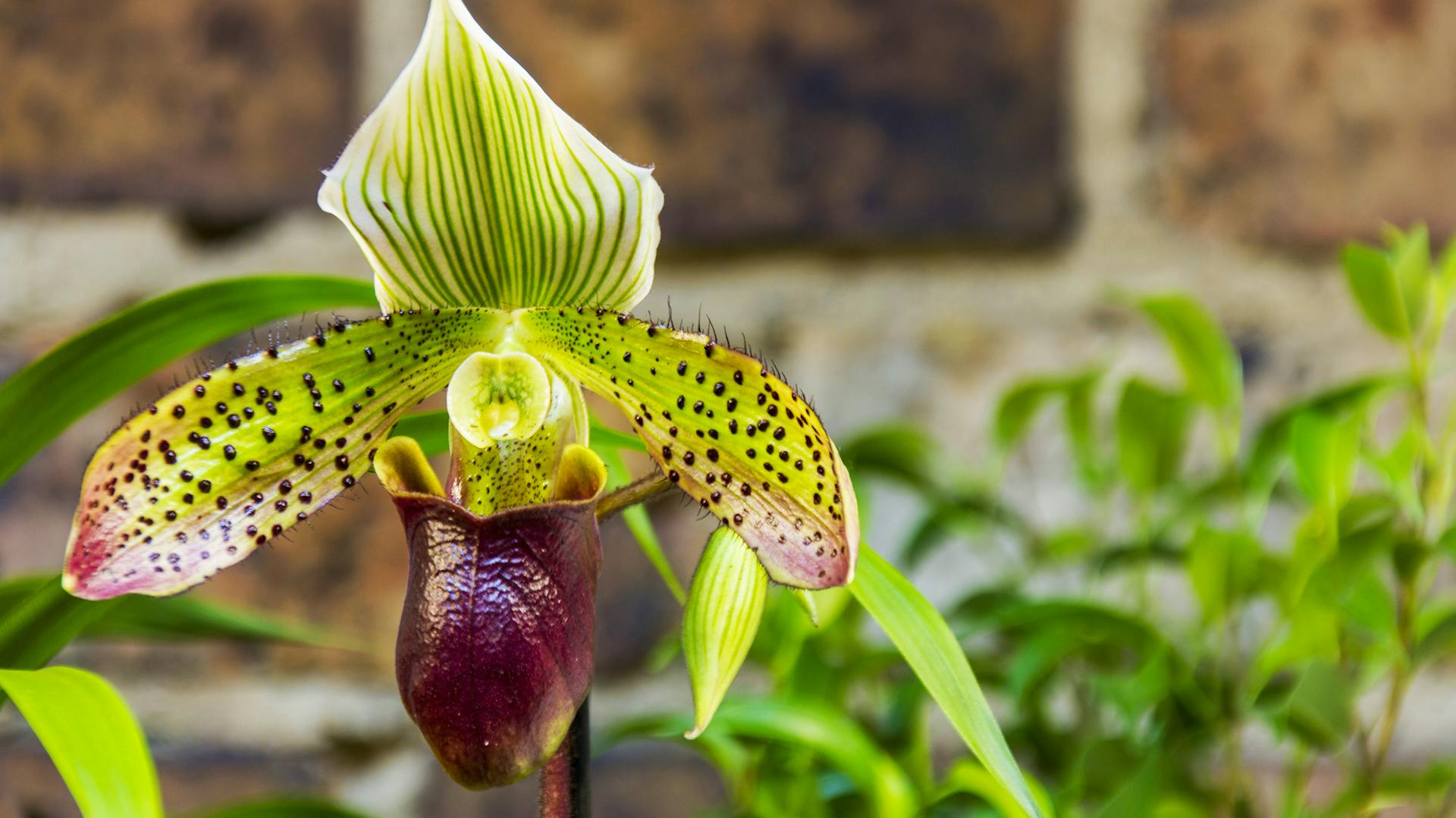 Blühende Frauenschuh-Orchidee