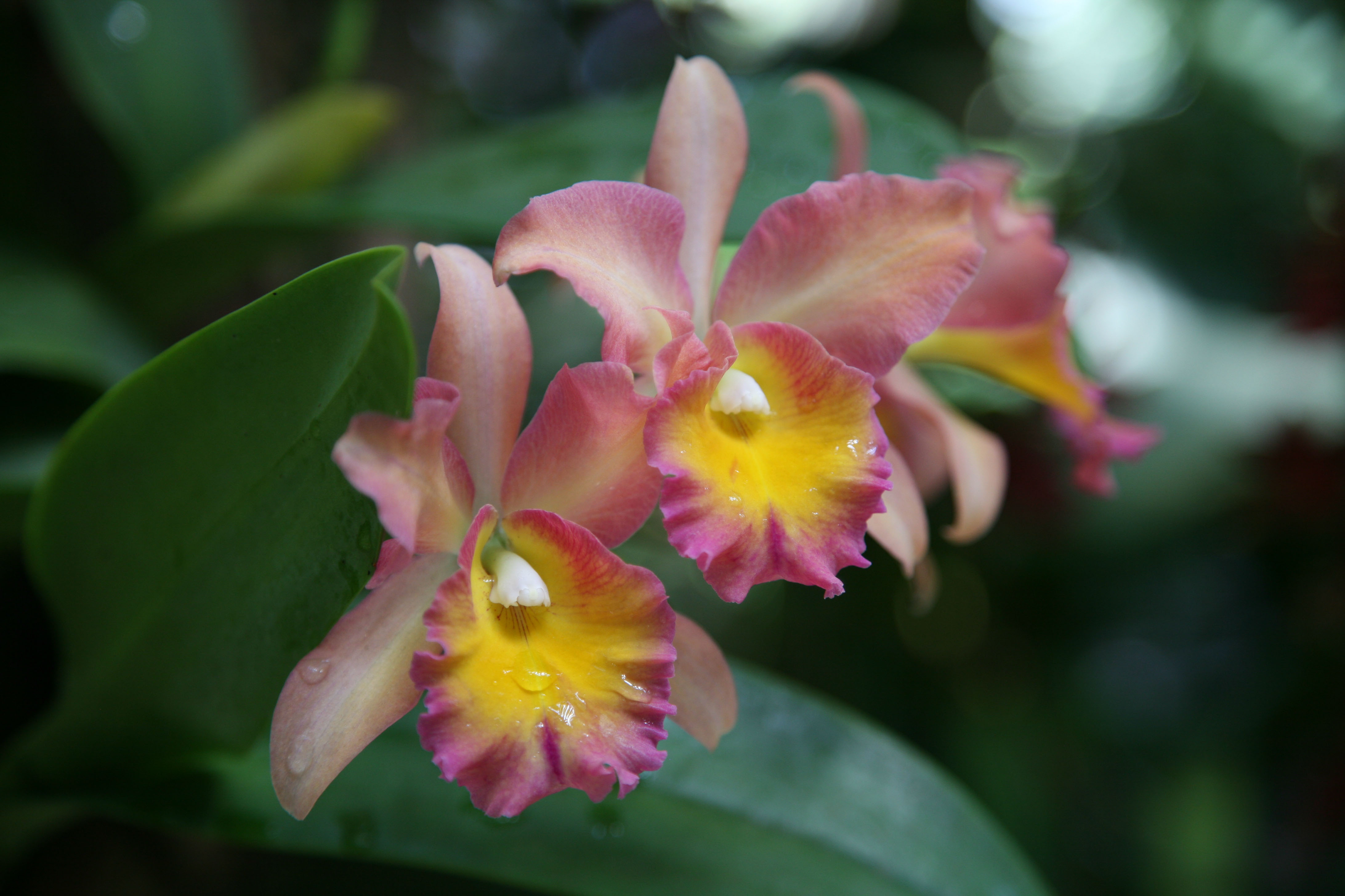 Blüten der Cattleya-Orchidee