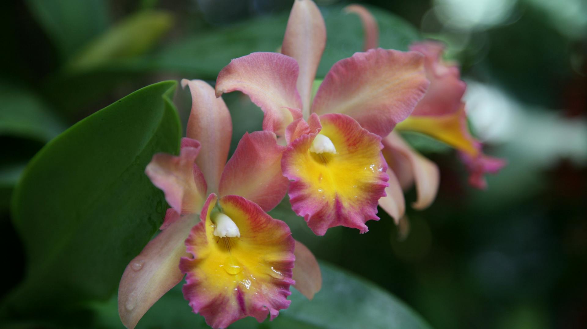 Blüten der Cattleya-Orchidee