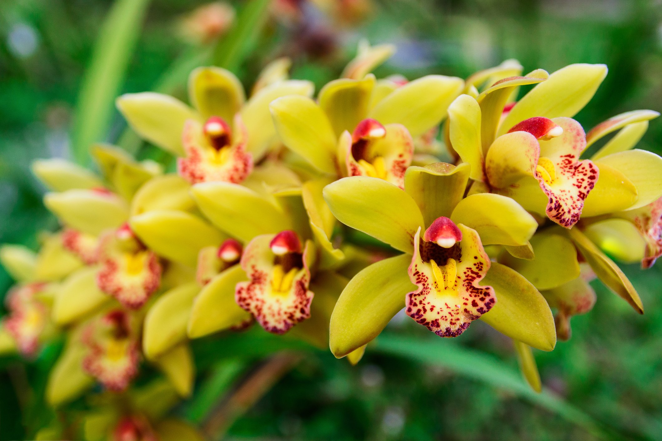 Gelbe blühende Cymbidium-Orchidee.