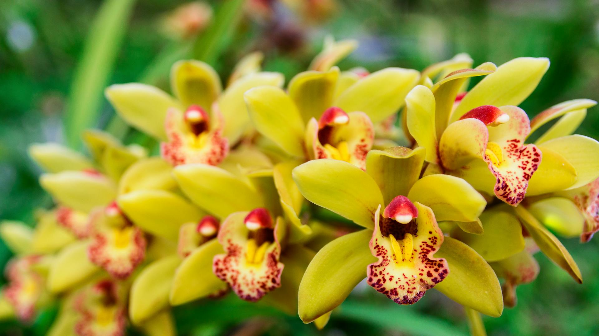 Gelbe blühende Cymbidium-Orchidee.
