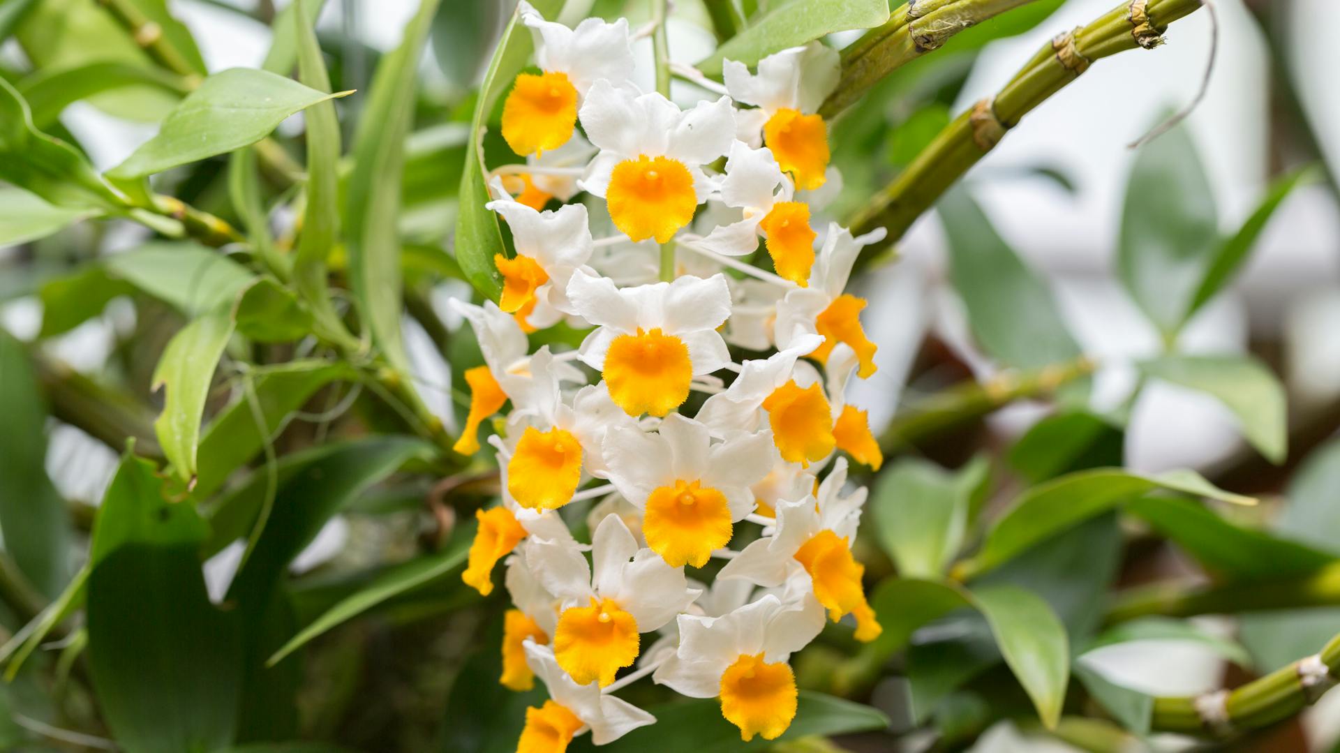 Zweifarbige Blüten der Dendrobium-Orchidee
