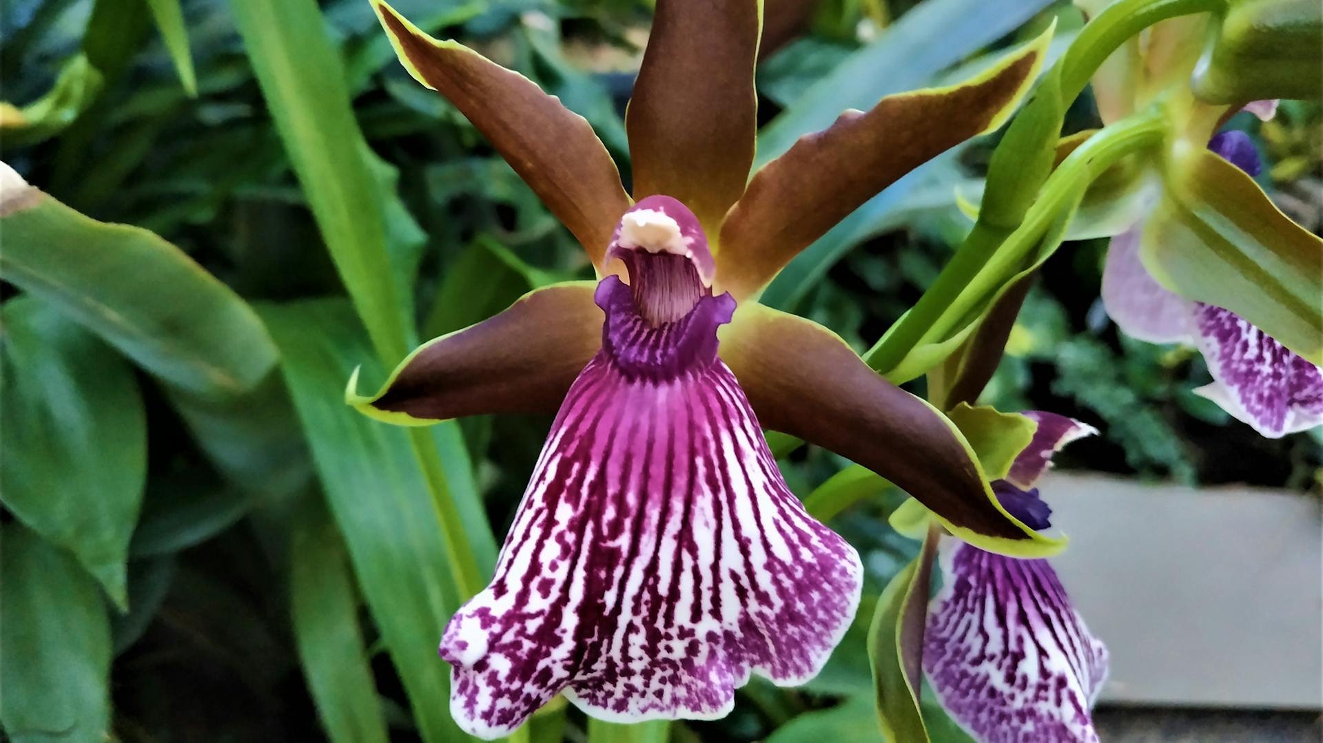 Zygopetalum-Orchidee mit einer Blüte