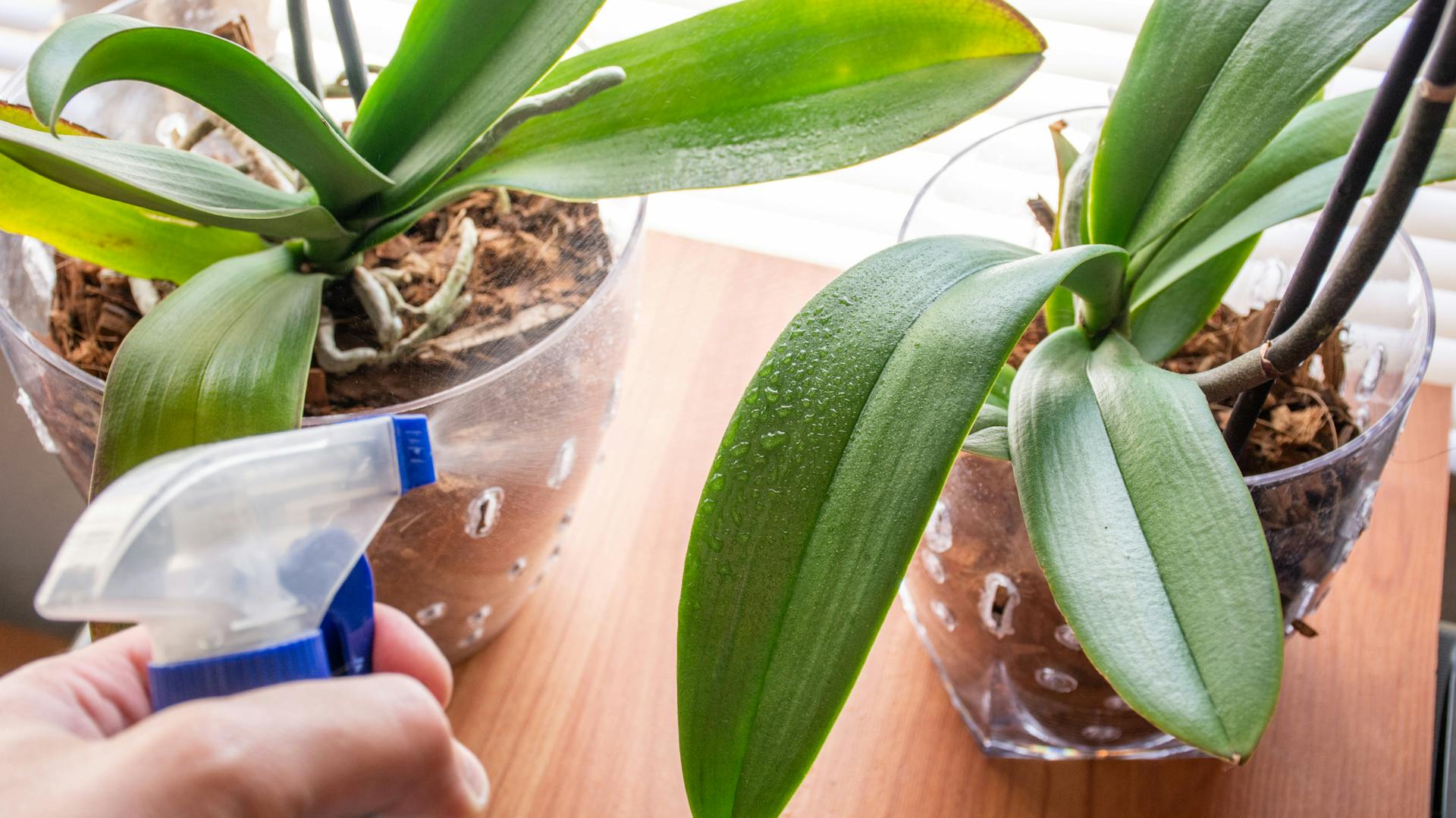 Jemand besprüht eine Orchidee mit Wasser.