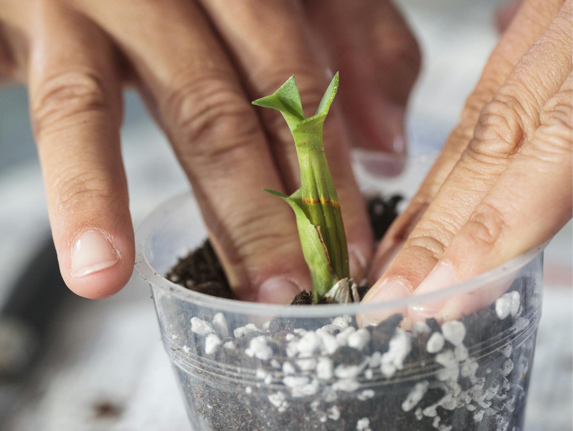 Jemand steckt einen Pseudobulben der Orchidee in ein Becher mit Erde.