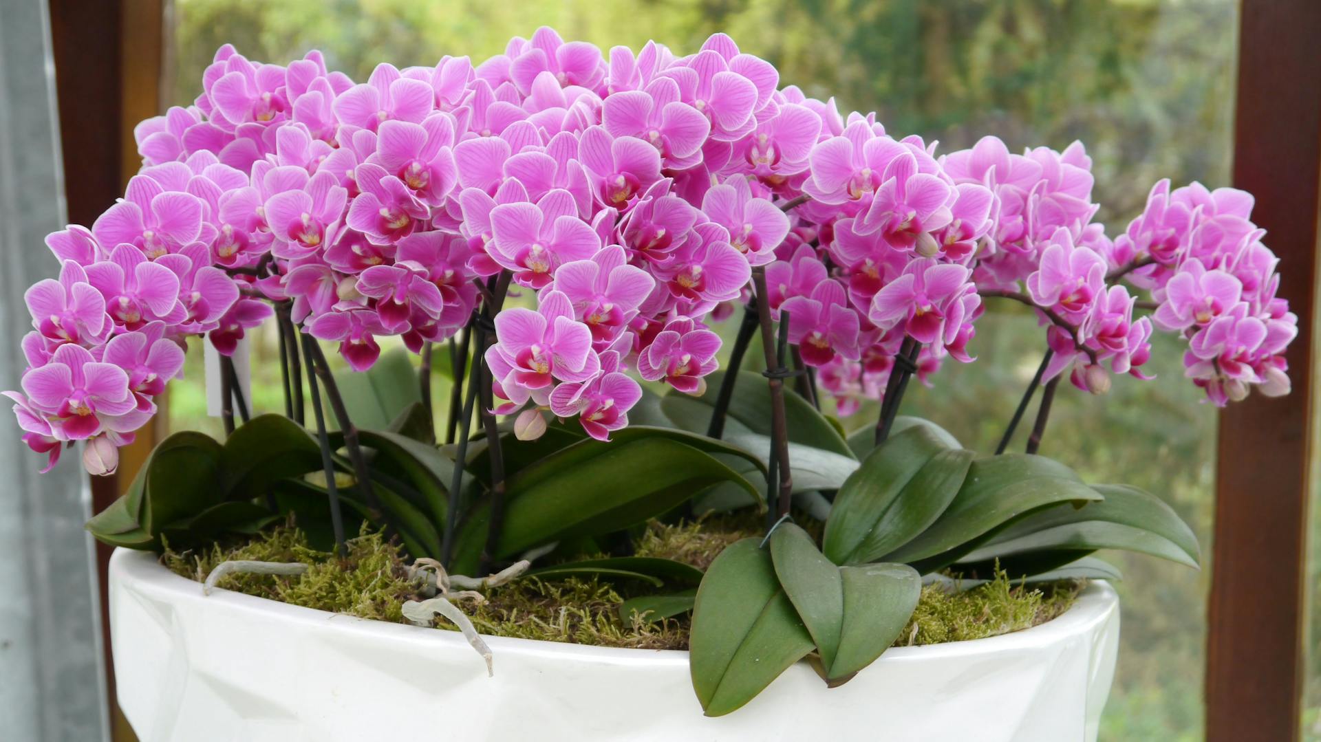 Phalaenopsis wächst im Kübel am Fenster.