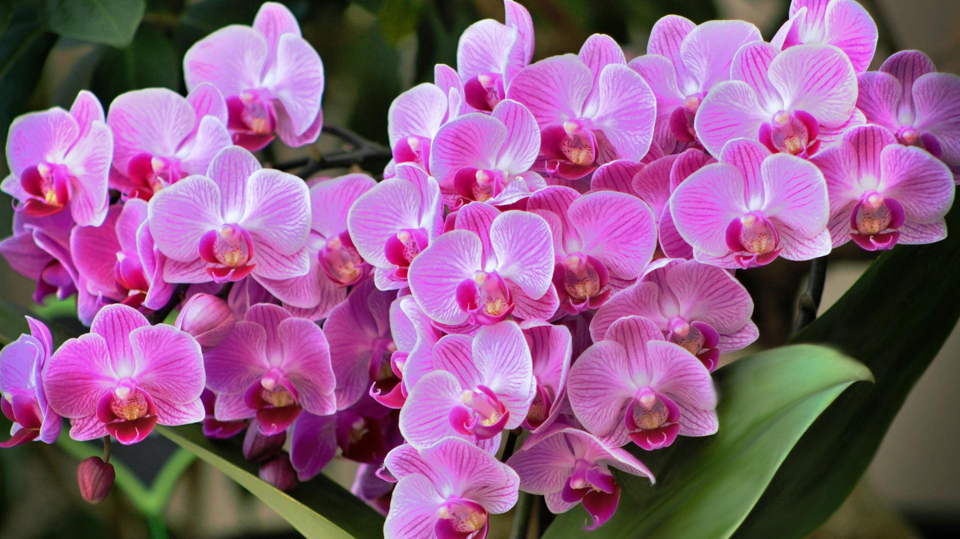 Nahaufnahme blühender rosa Orchideen