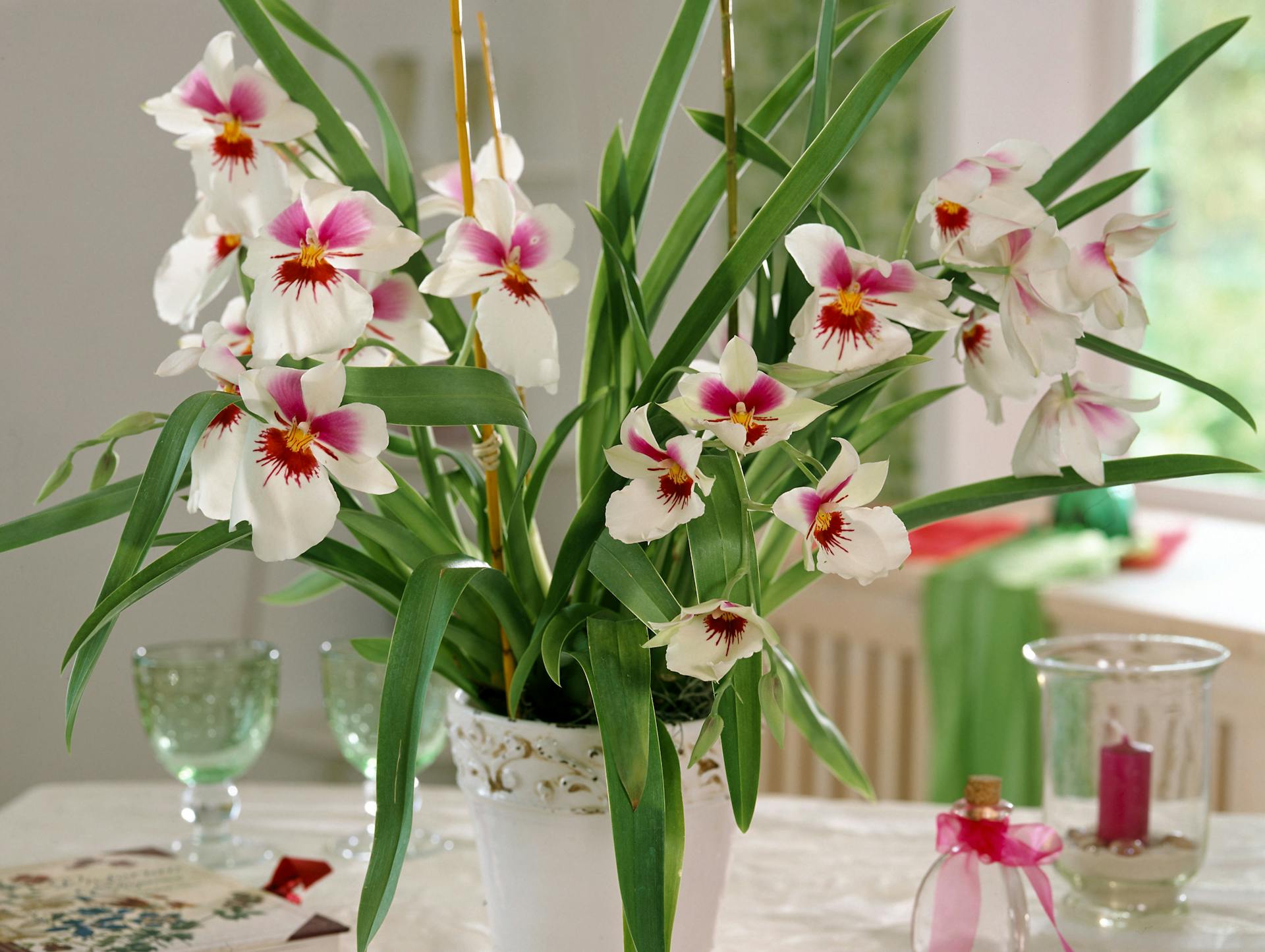 Zweifarbig blühende Miltonia-Orchidee