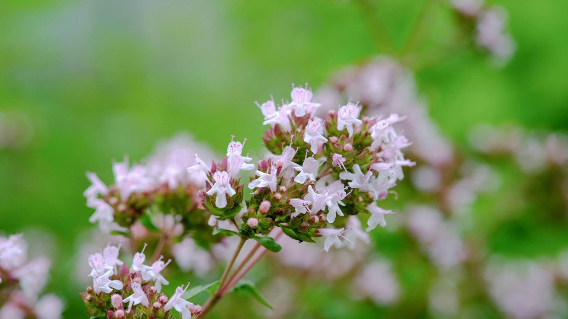 Die weißen Blüten des Oreganos blühen.