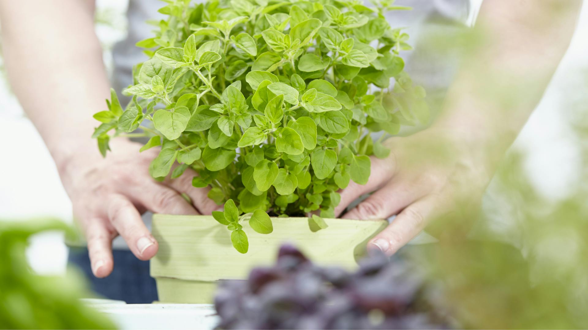 Jemand pflanzt Oregano in einen Topf.