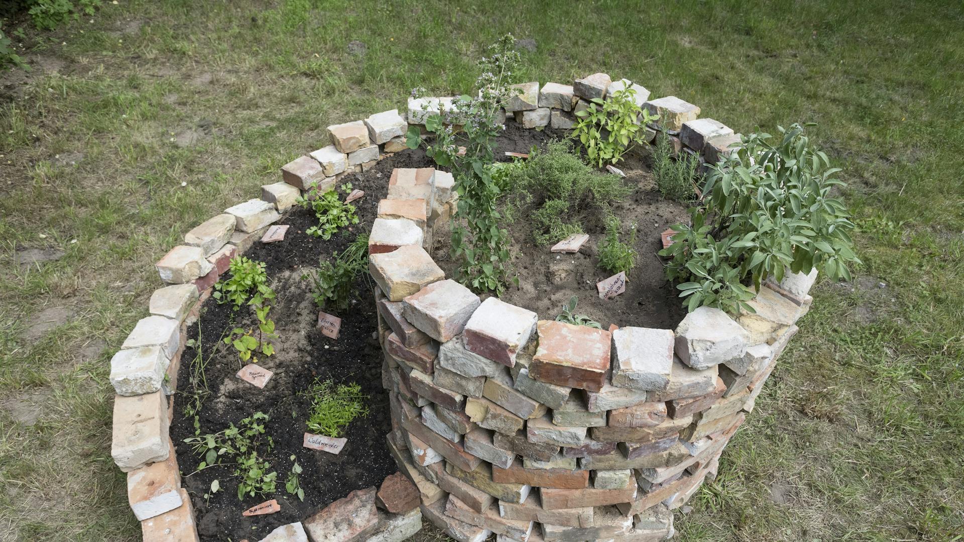 Oregano wächst mit anderen Kräutern in einer Kräuterspirale.