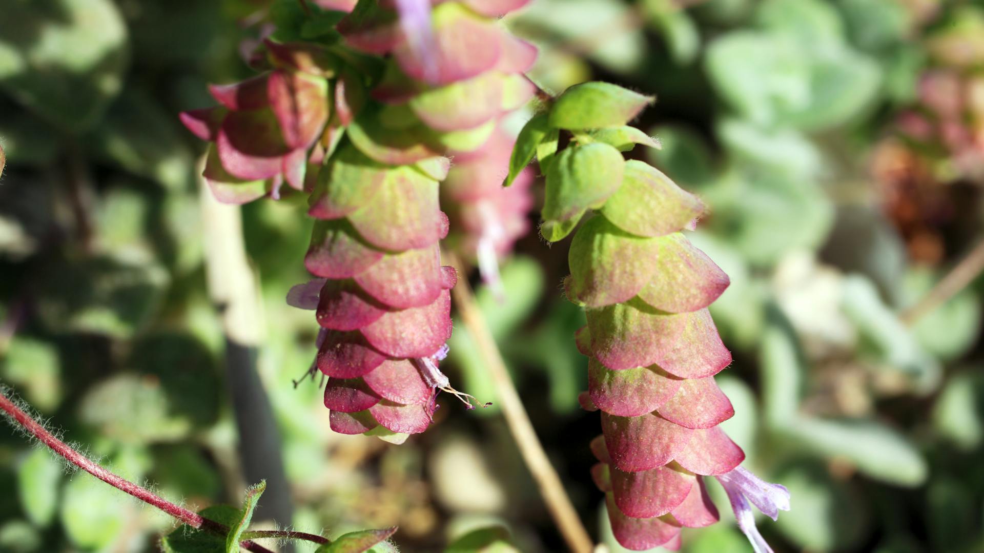 Die Sorte Kreta-Dost oder Diptam-Dost wächst mit Blüten.