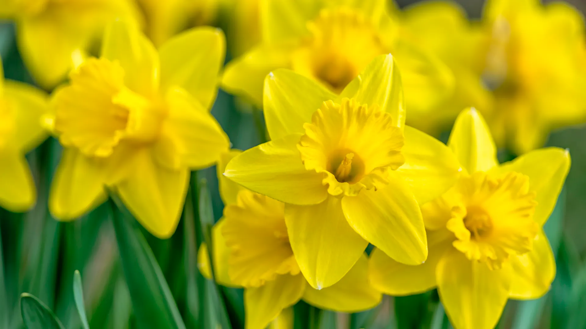 Gelbe Blüte der Osterglocke