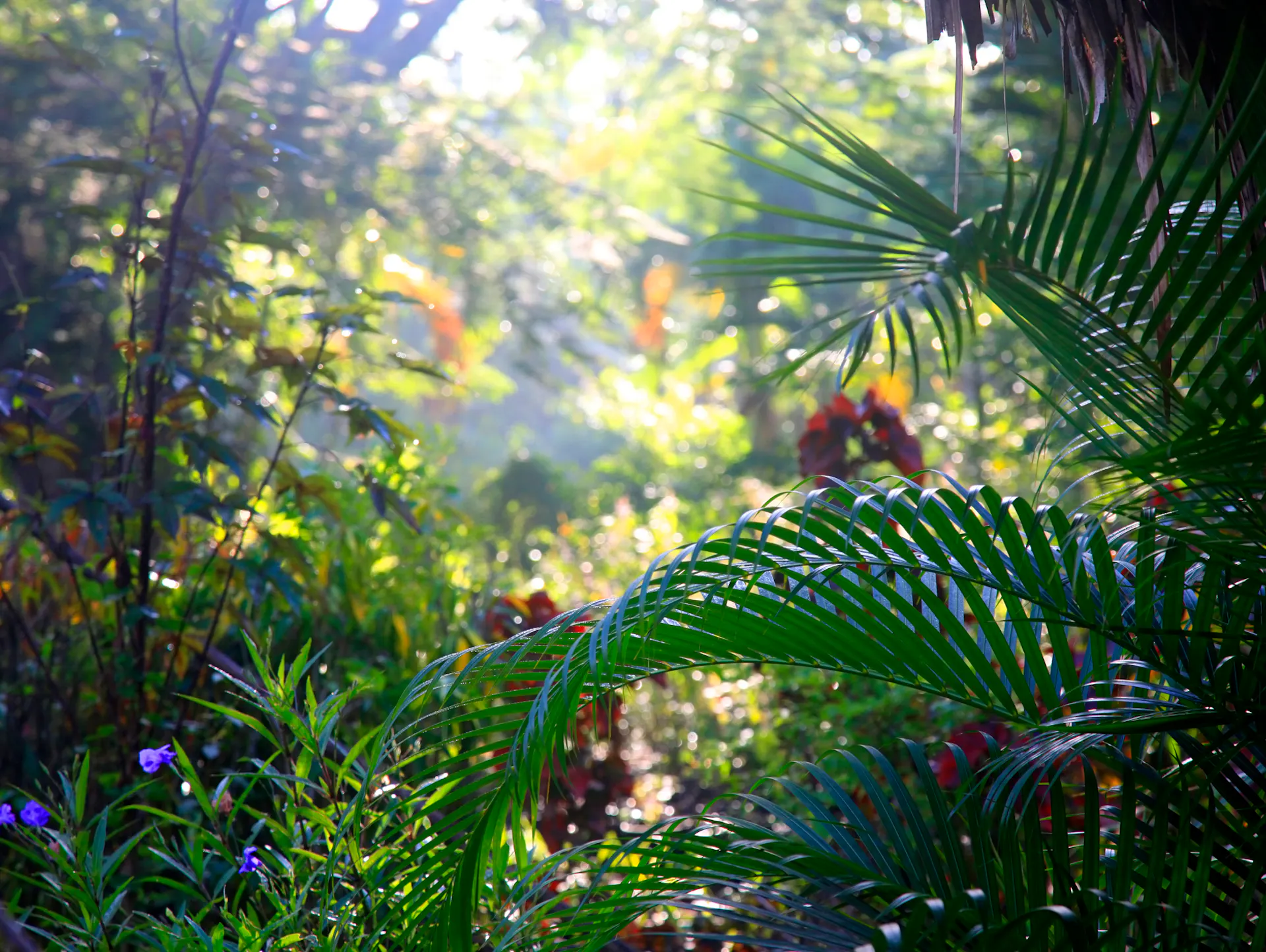 Verschiedene Palmen im Garten