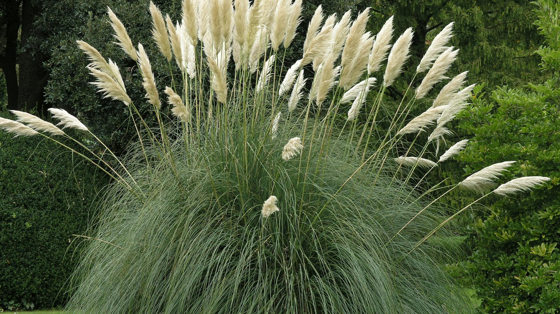 Pampasgras wächst im Garten.