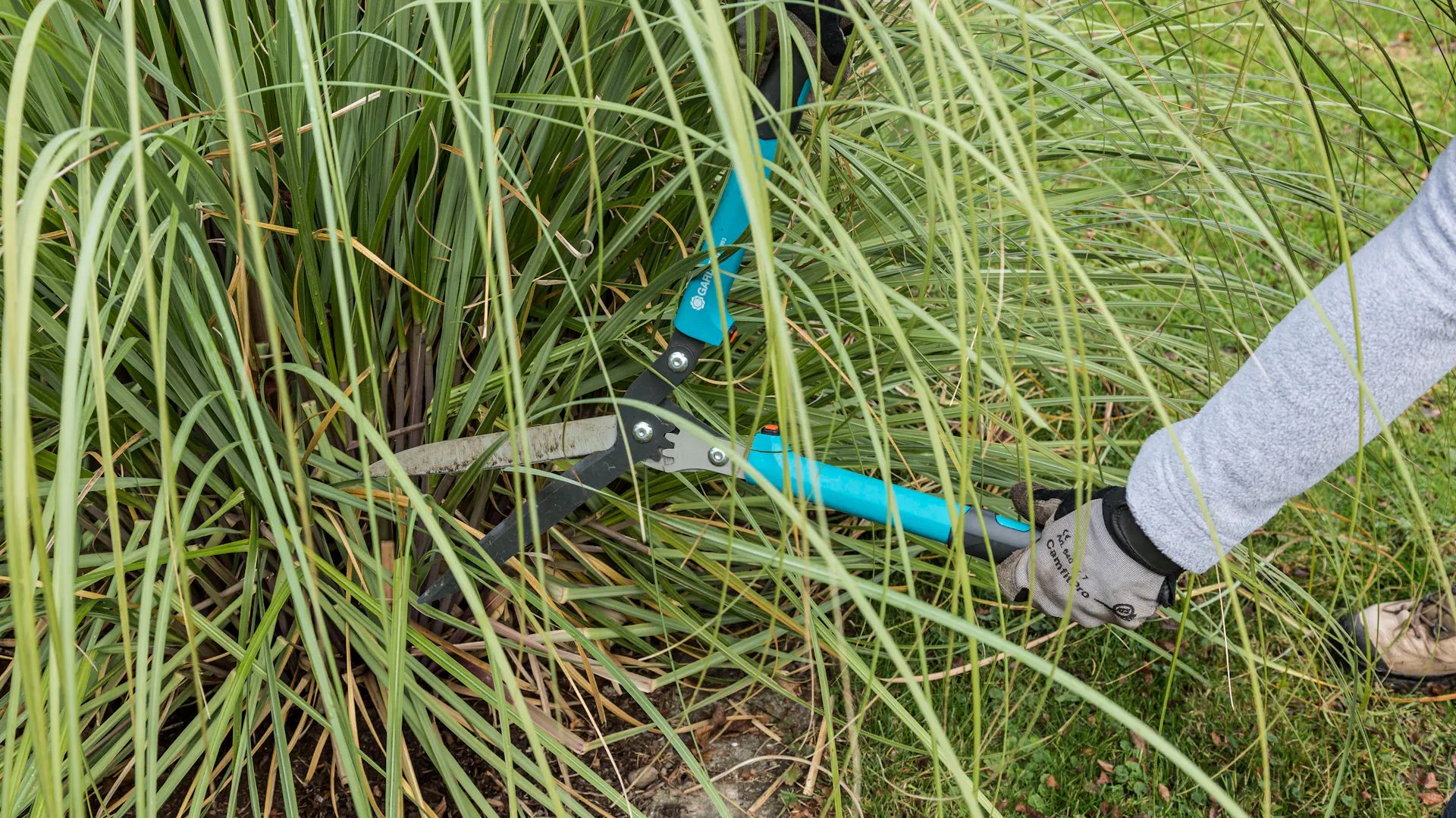 Eine Person schneidet Pampasgras mit einer Gartenschere.