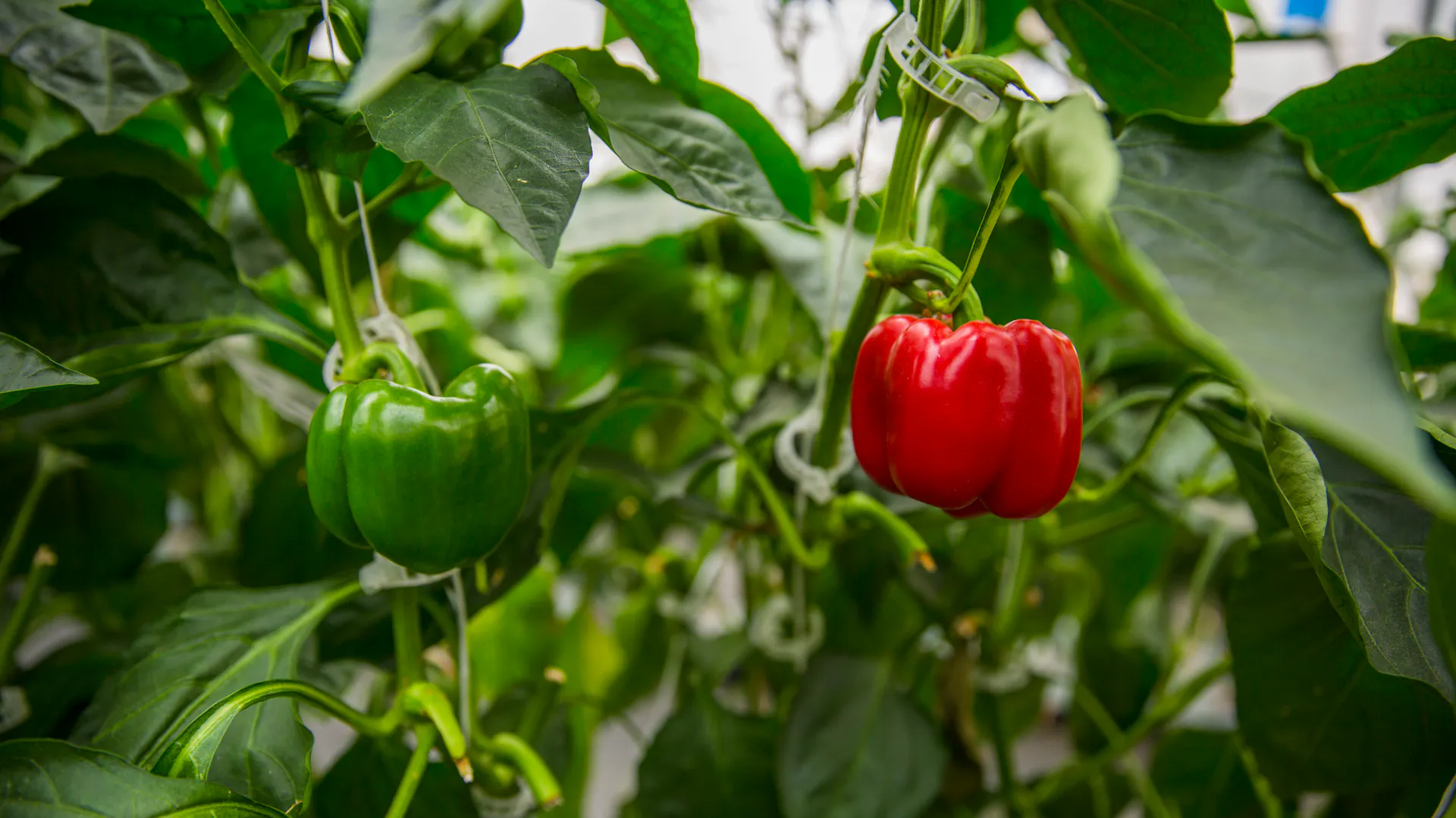 Eine hellrote Paprika hängt an einer Paprikapflanze, eine grüne Schote hängt daneben.