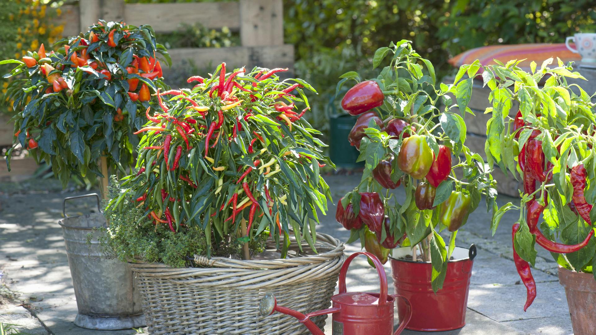 Verschiedene Paprikapflanzen in Töpfen auf einer Terrasse.