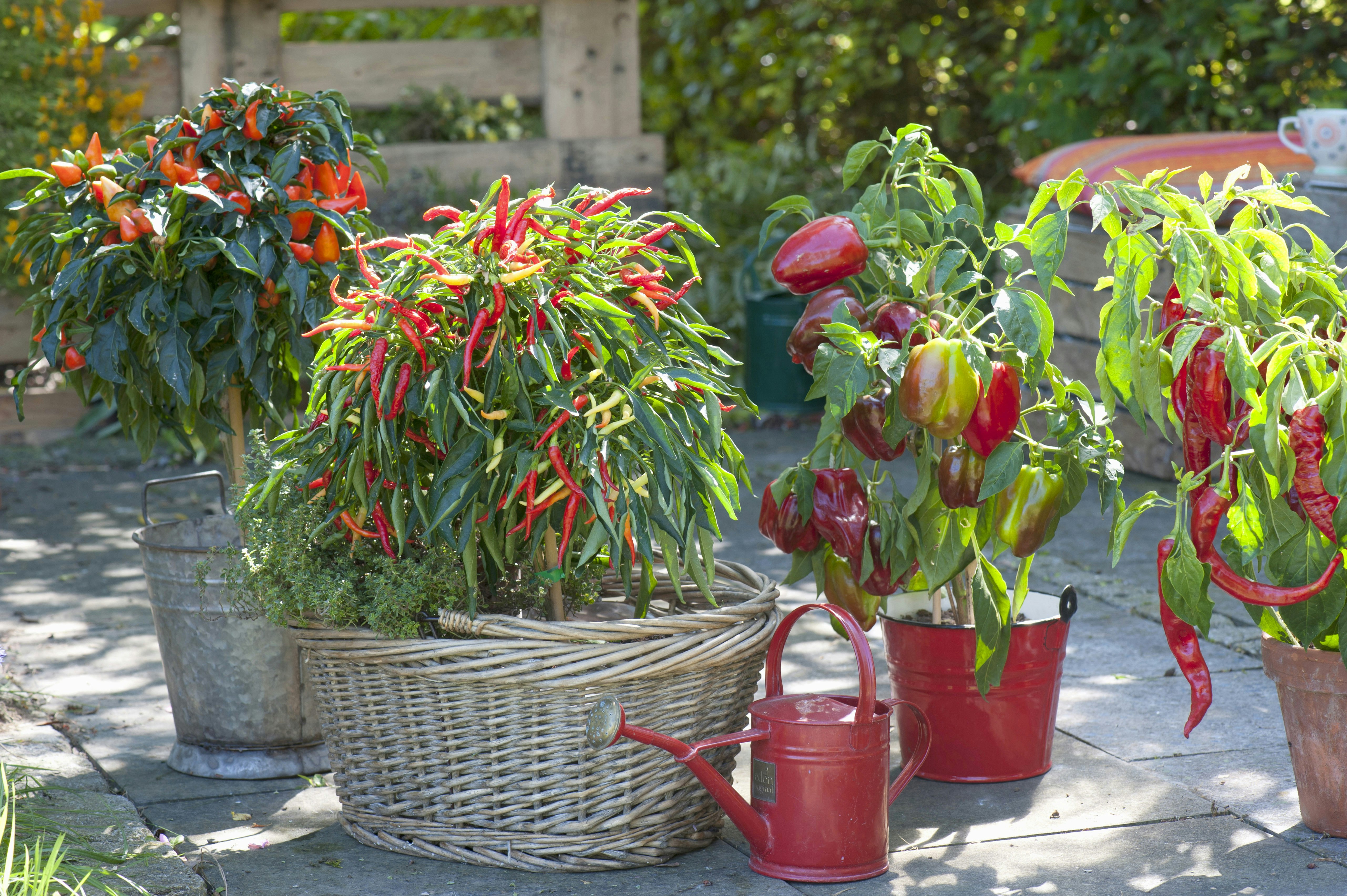 Gurken – Eigenschaften und Tipps im Überblick | OBI Gurken – Eigenschaften und Tipps im Überblick | OBI