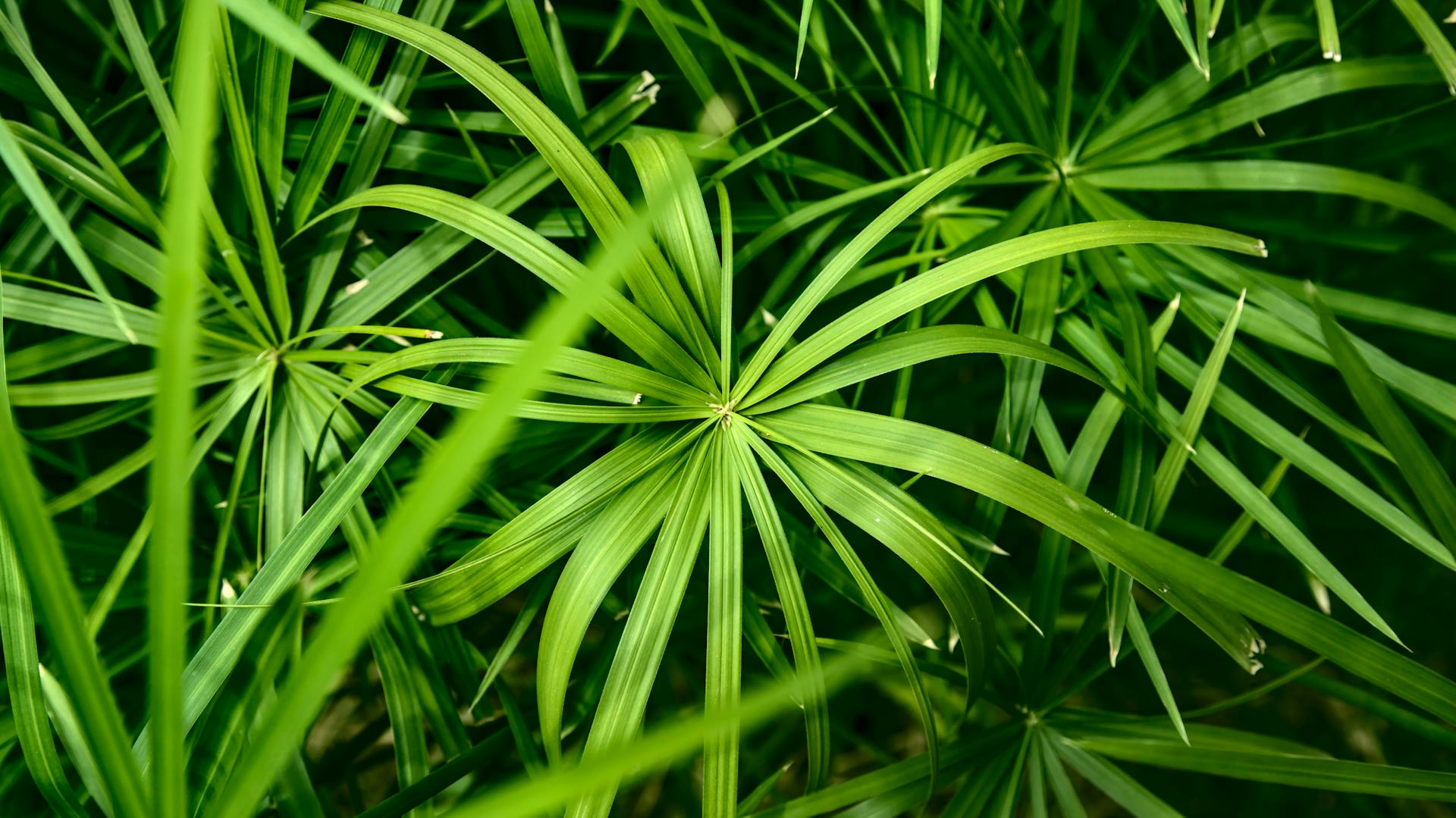 Papyrus-Pflanze mit kräftig grünen Blättern.