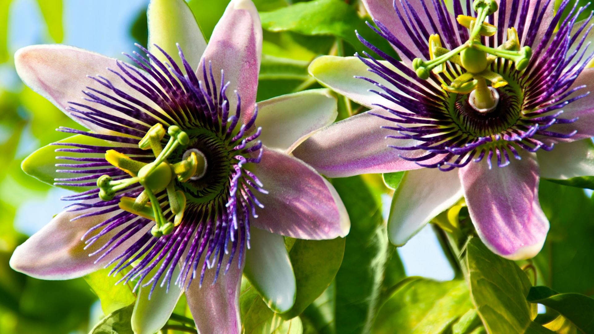 Blühende Passionsblumen