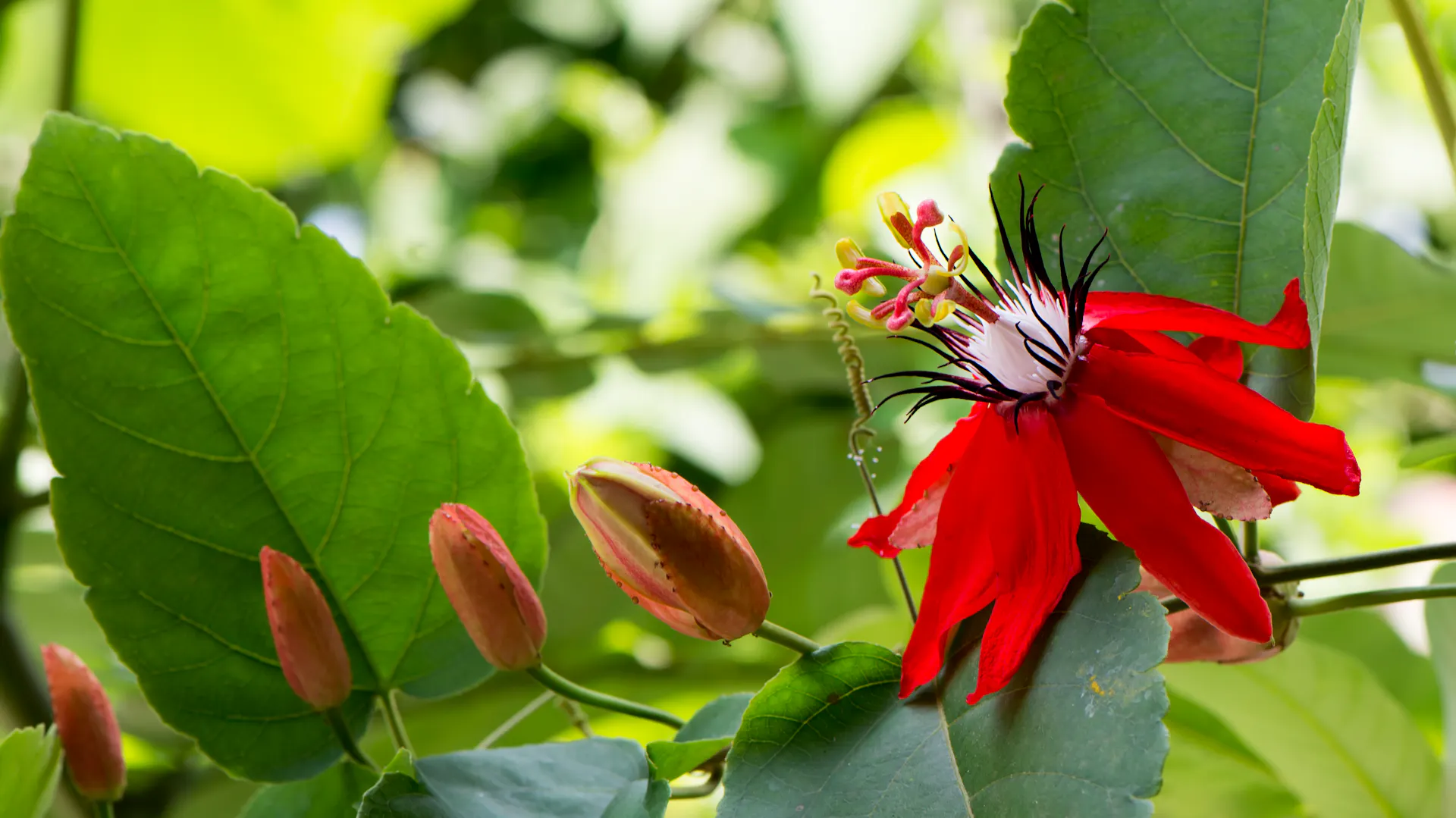 Rote Blüten der Passionsblume
