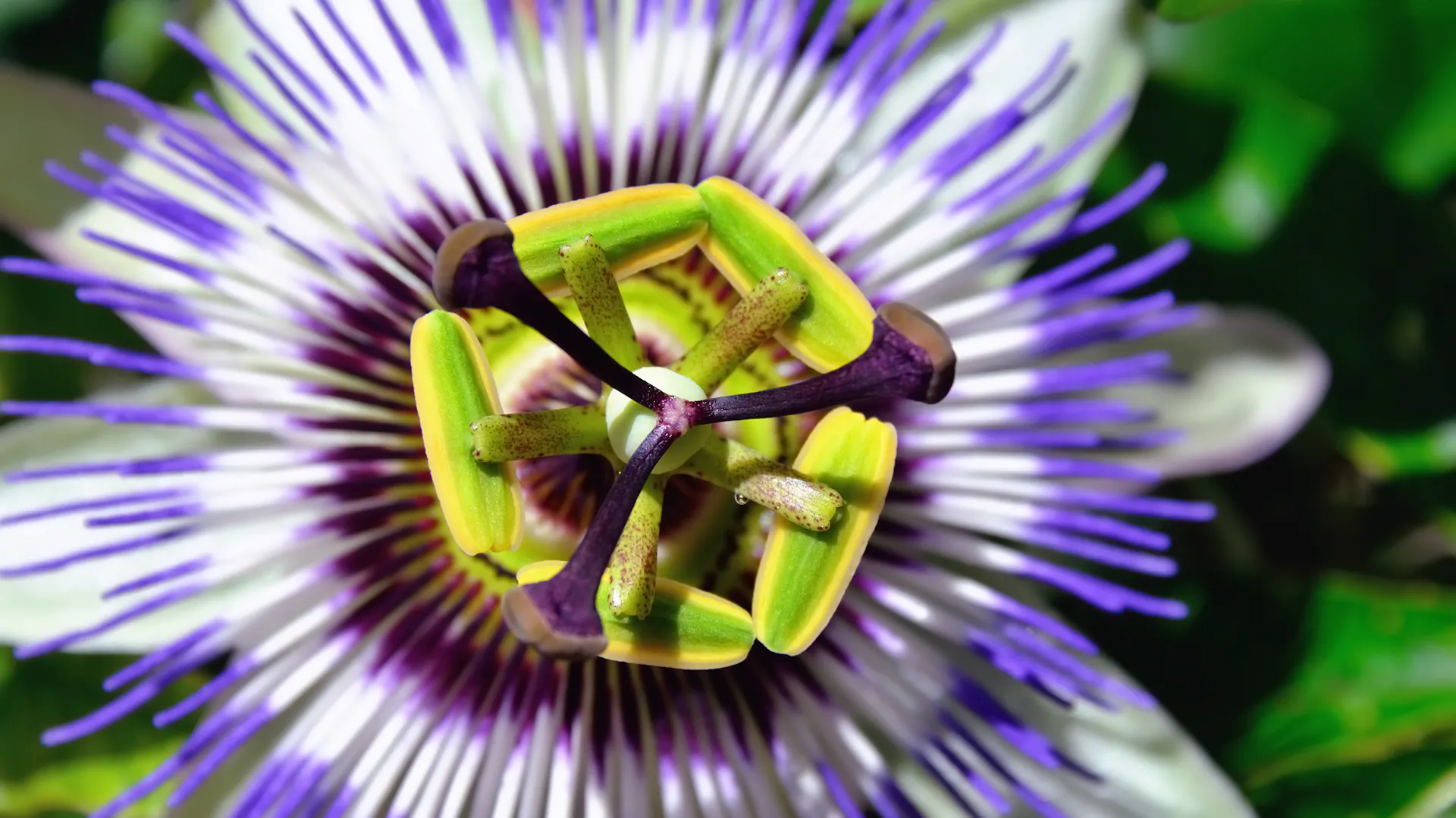 Nahaufnahme einer bunt blühenden Blüte der Passionsblume