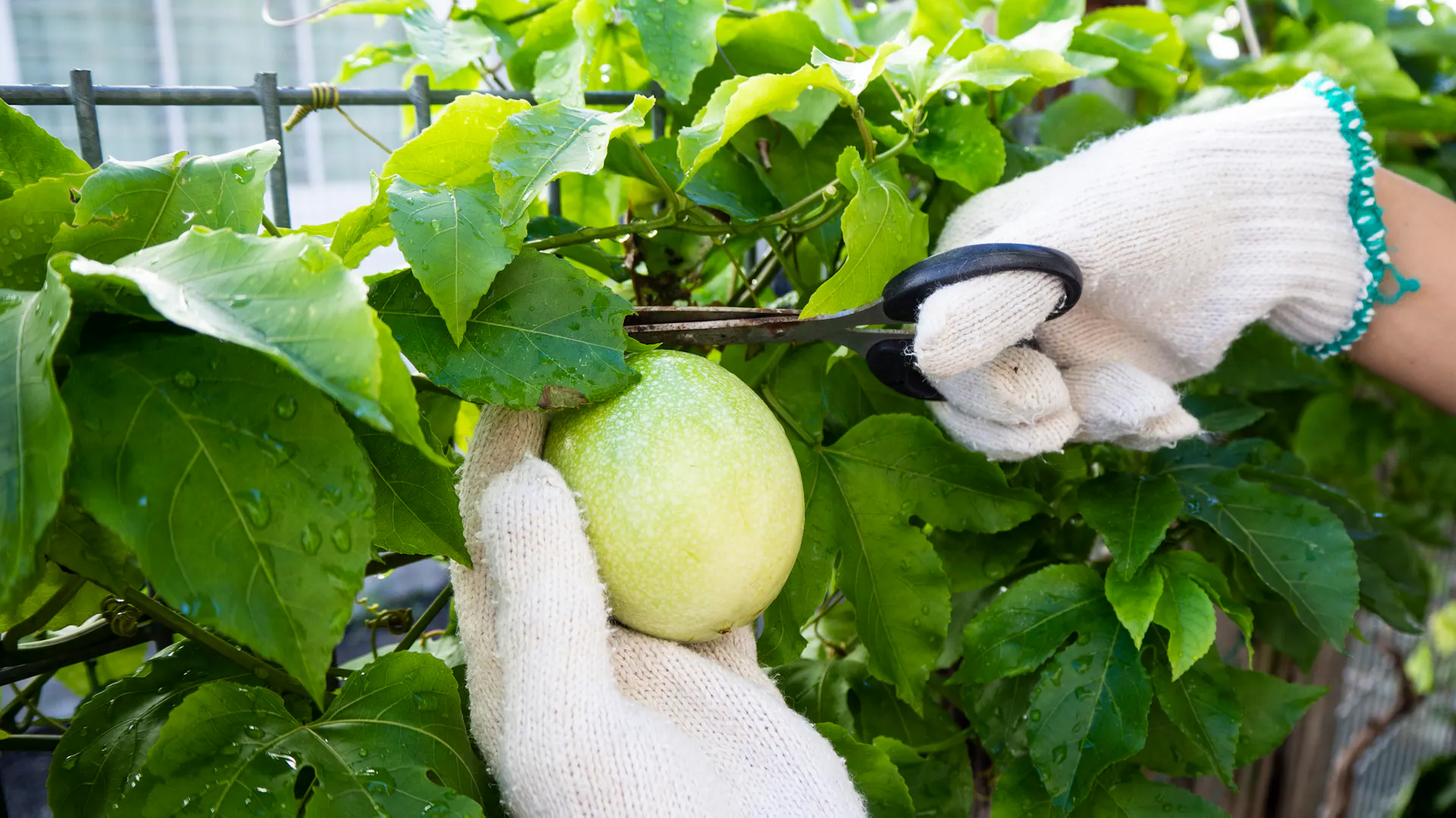Person schneidet Passionsfrucht von Pflanze mit Handschuhen und Schere ab.