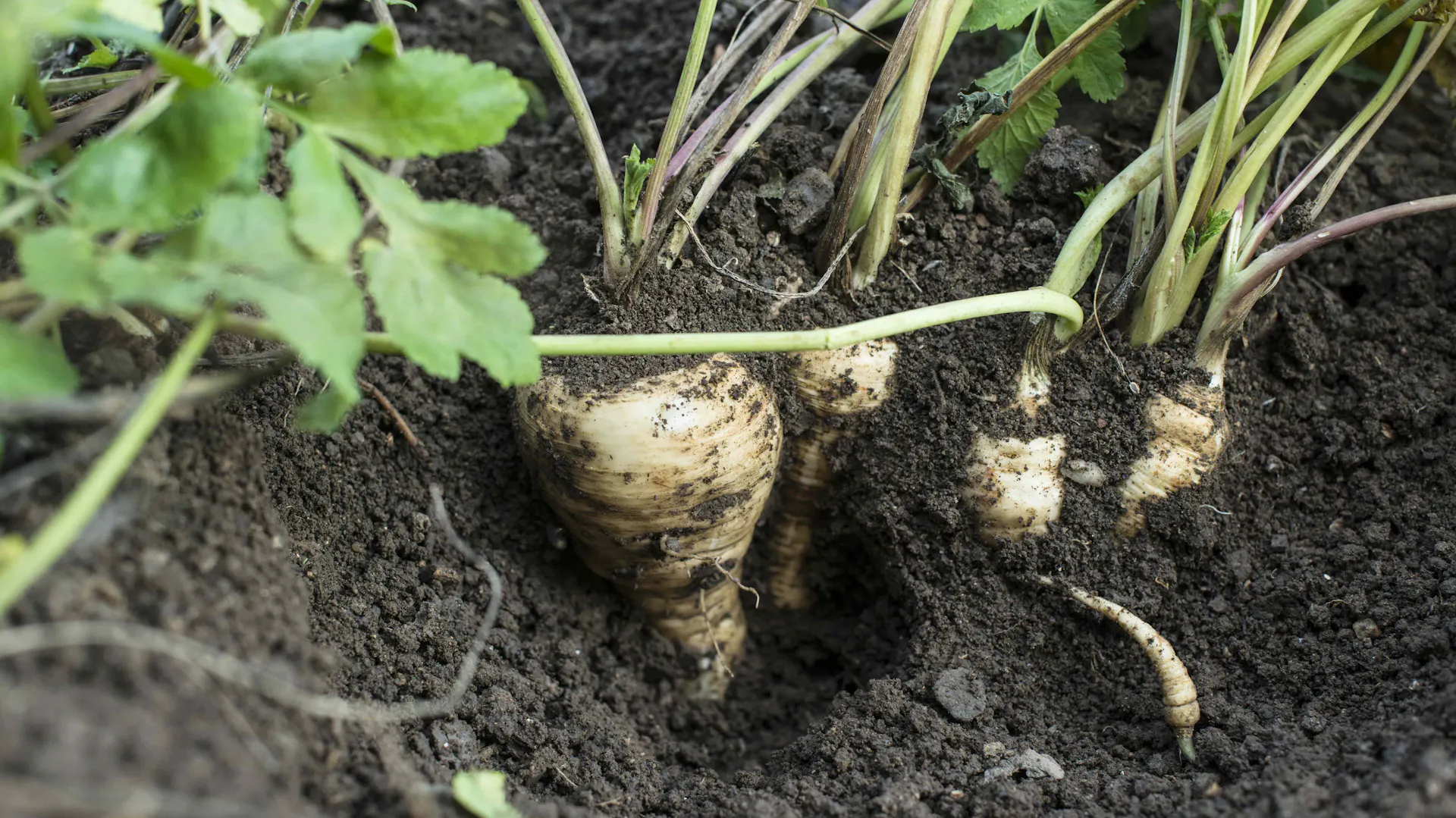 Eingepflanzte Pastinaken