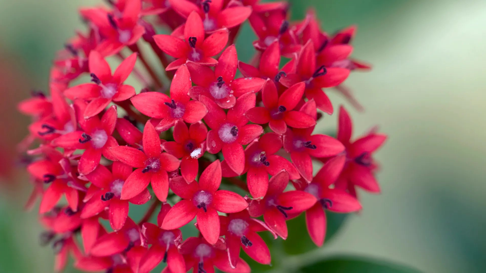 Rote Blüte an der Pentas