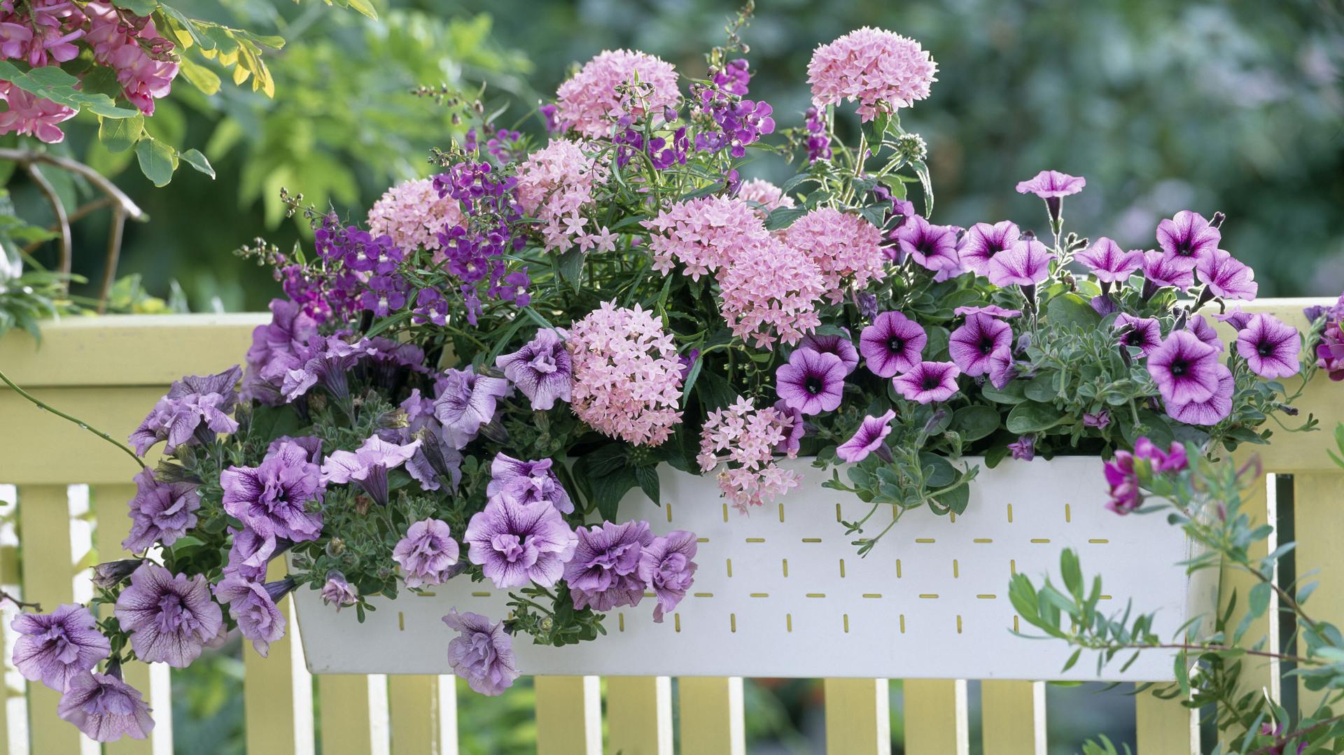 Pentas Eigenschaften und Pflanzentipps im Überblick OBI