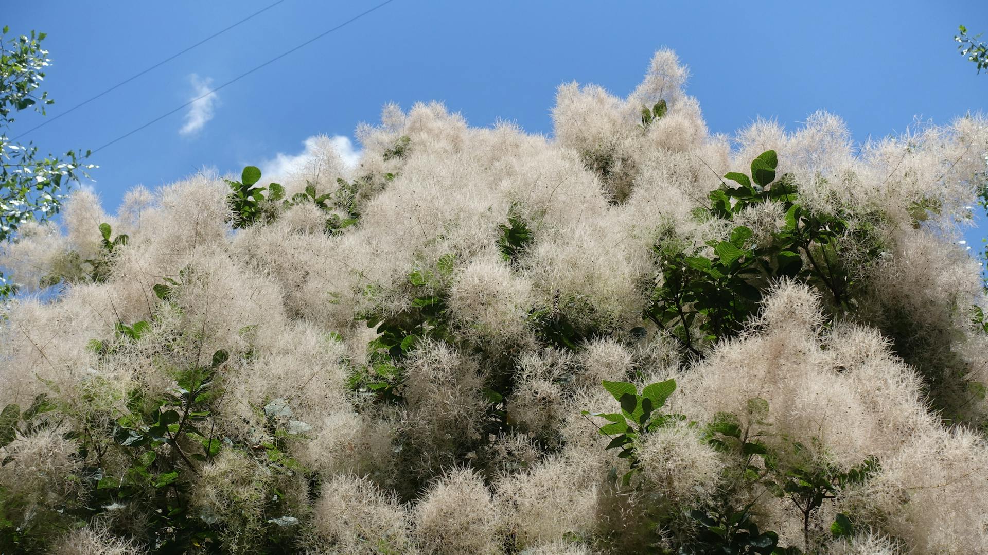 Ein Perückenstrauch blüht im Garten