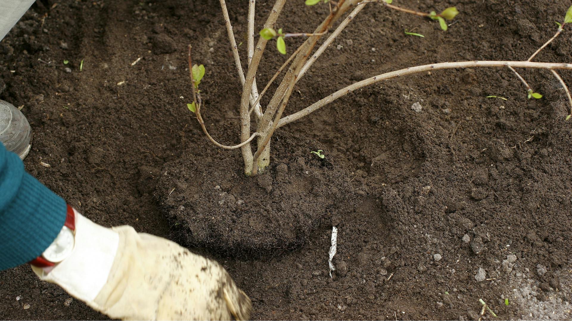 Ein Perückenstrauch wird von jemandem in den Boden gepflanzt.