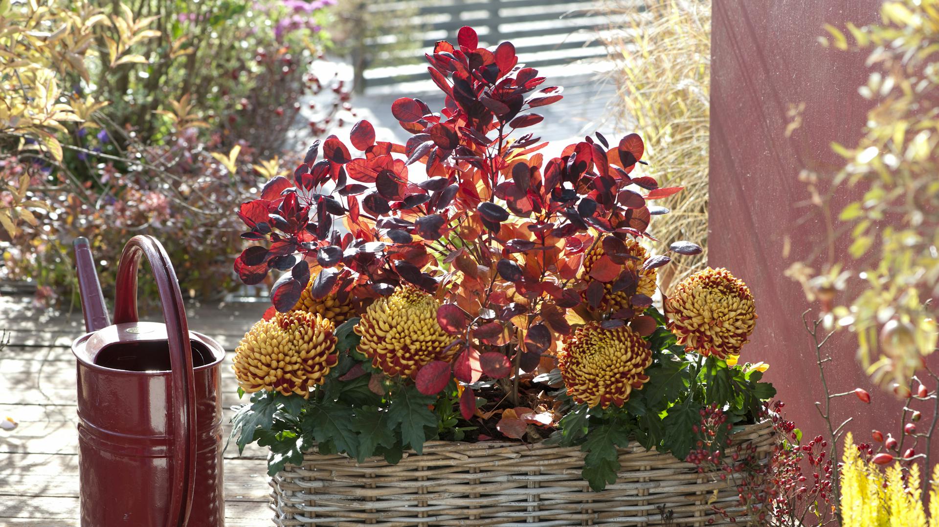 Perückenstrauch im Topf