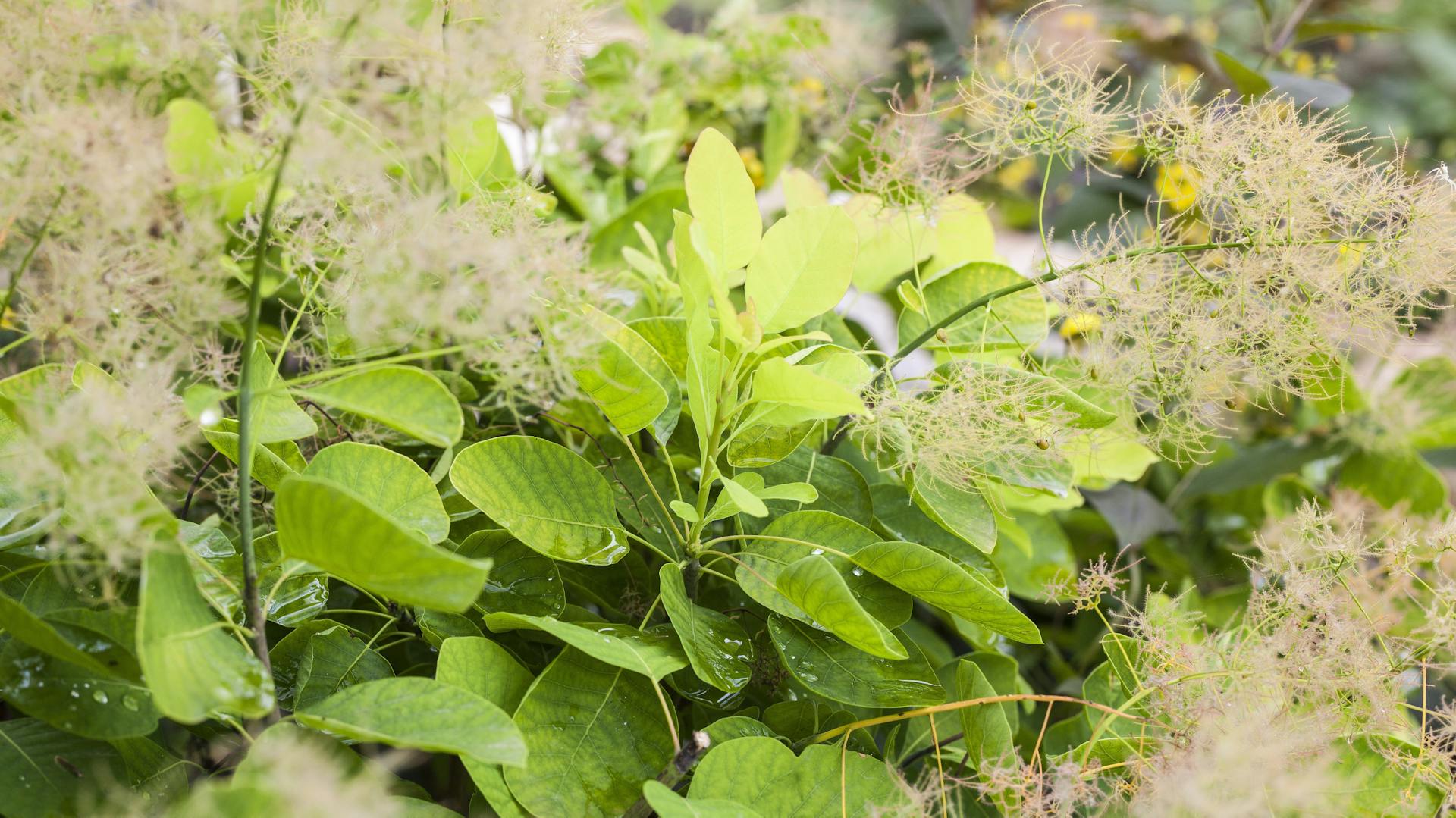 Gelber Perückenstrauch blüht auf einer Wiese.