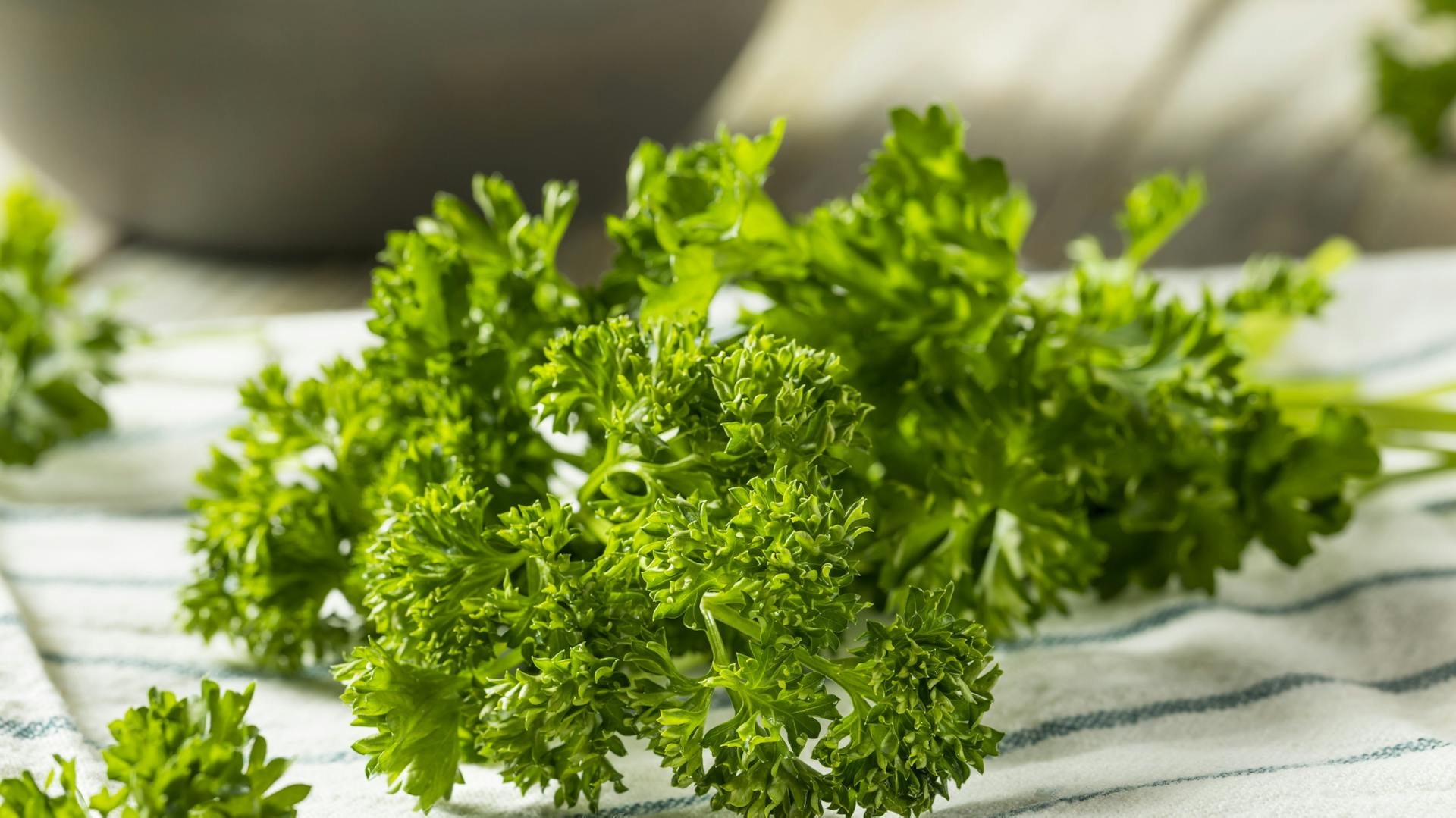 Frische Petersilie liegt auf einem Handtuch.