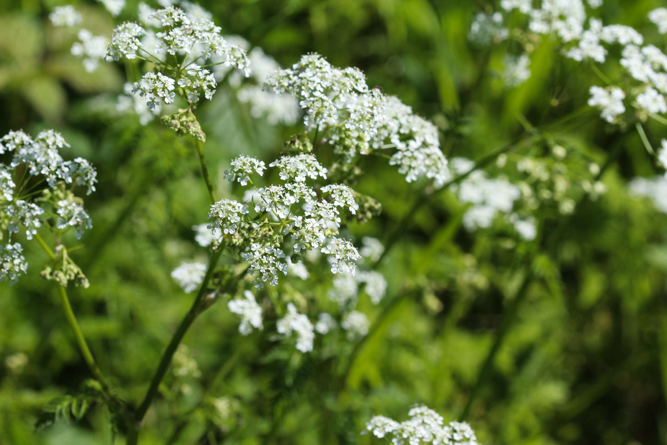 Petersilie pflanzen und pflegen So geht das OBI