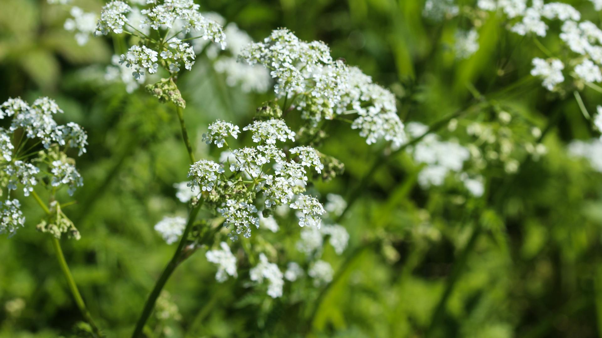 Petersilie blüht mit weißen Blüten.
