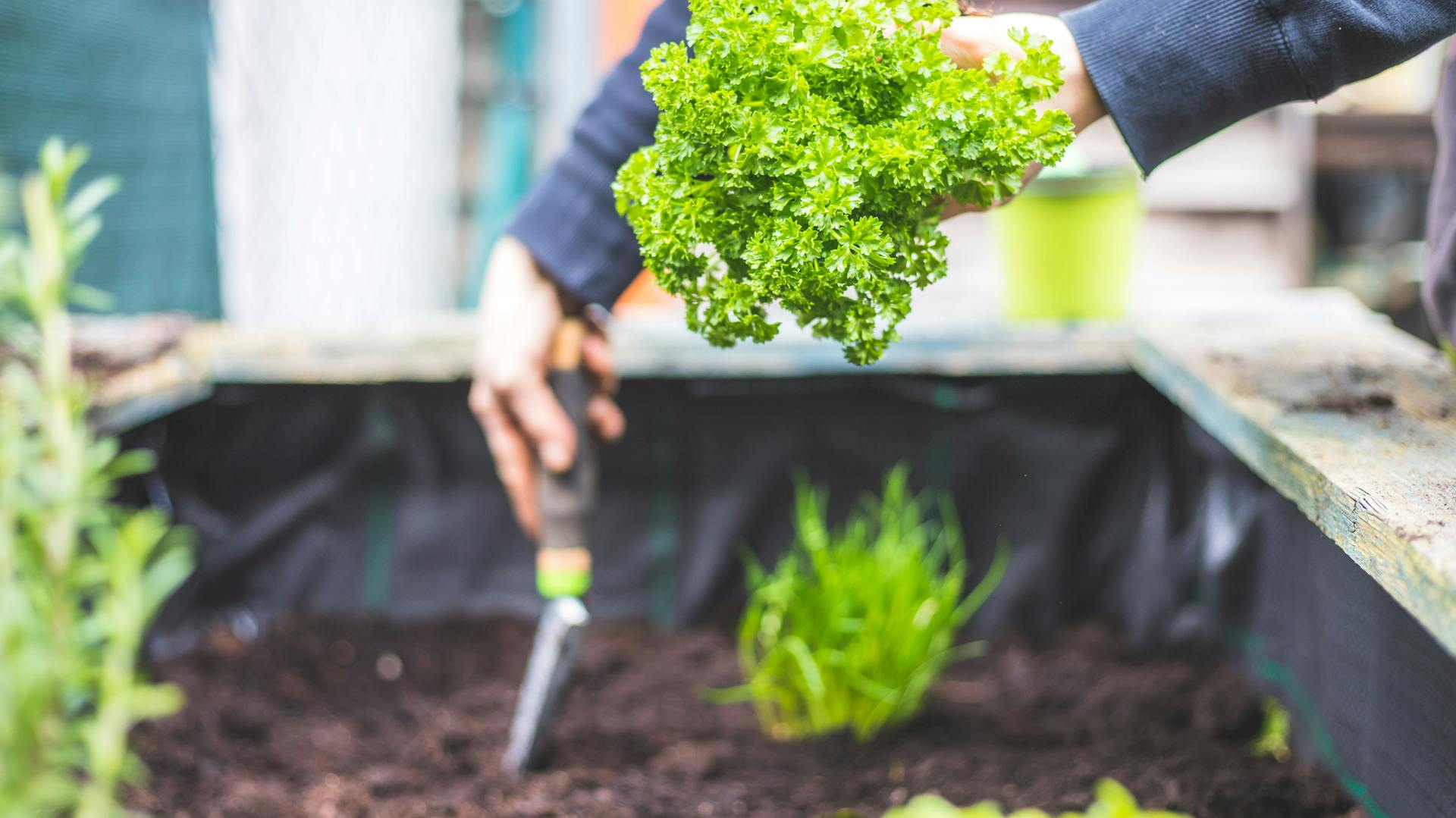 Jemand pflanzt Petersilie in ein Hochbeet.