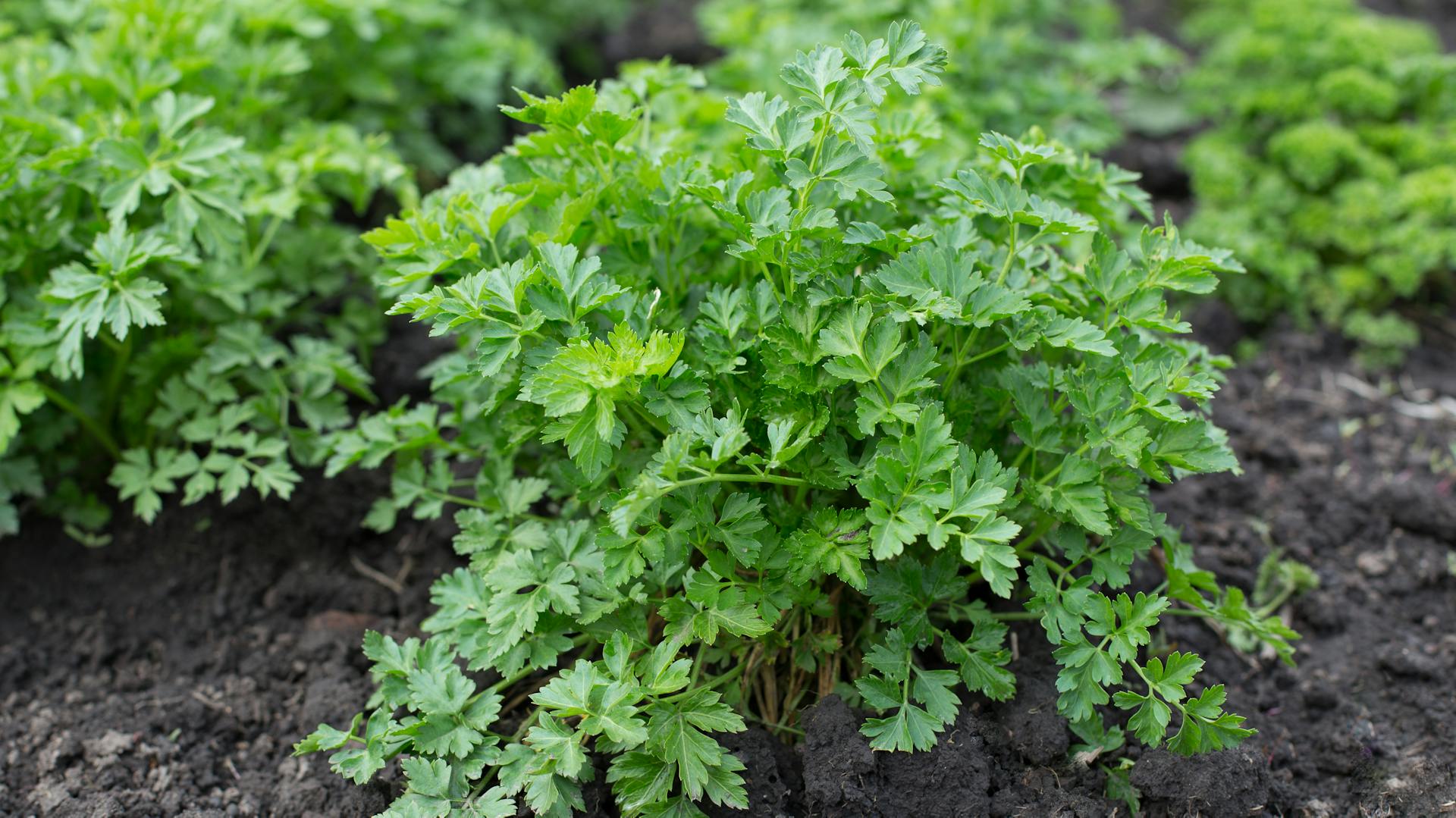 Petersilie wächst in einem Gartenbeet.