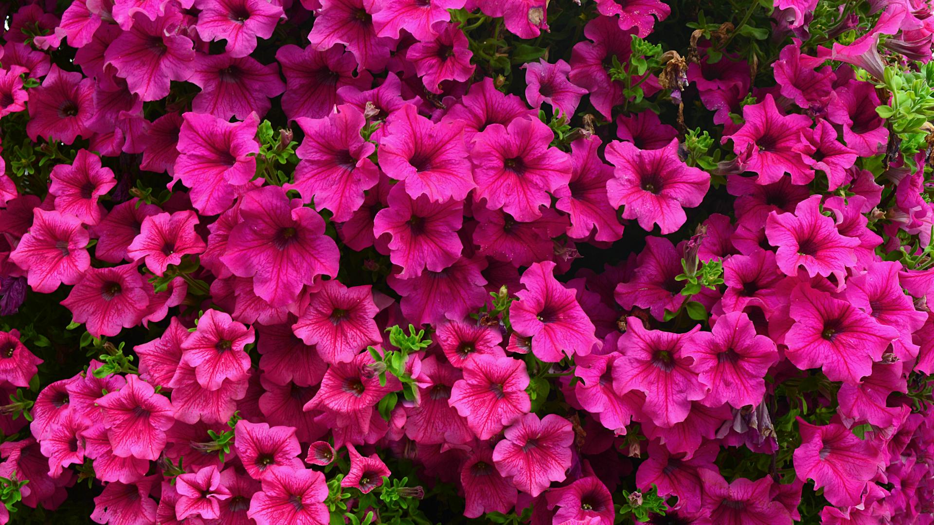 Pink blühende Petunie