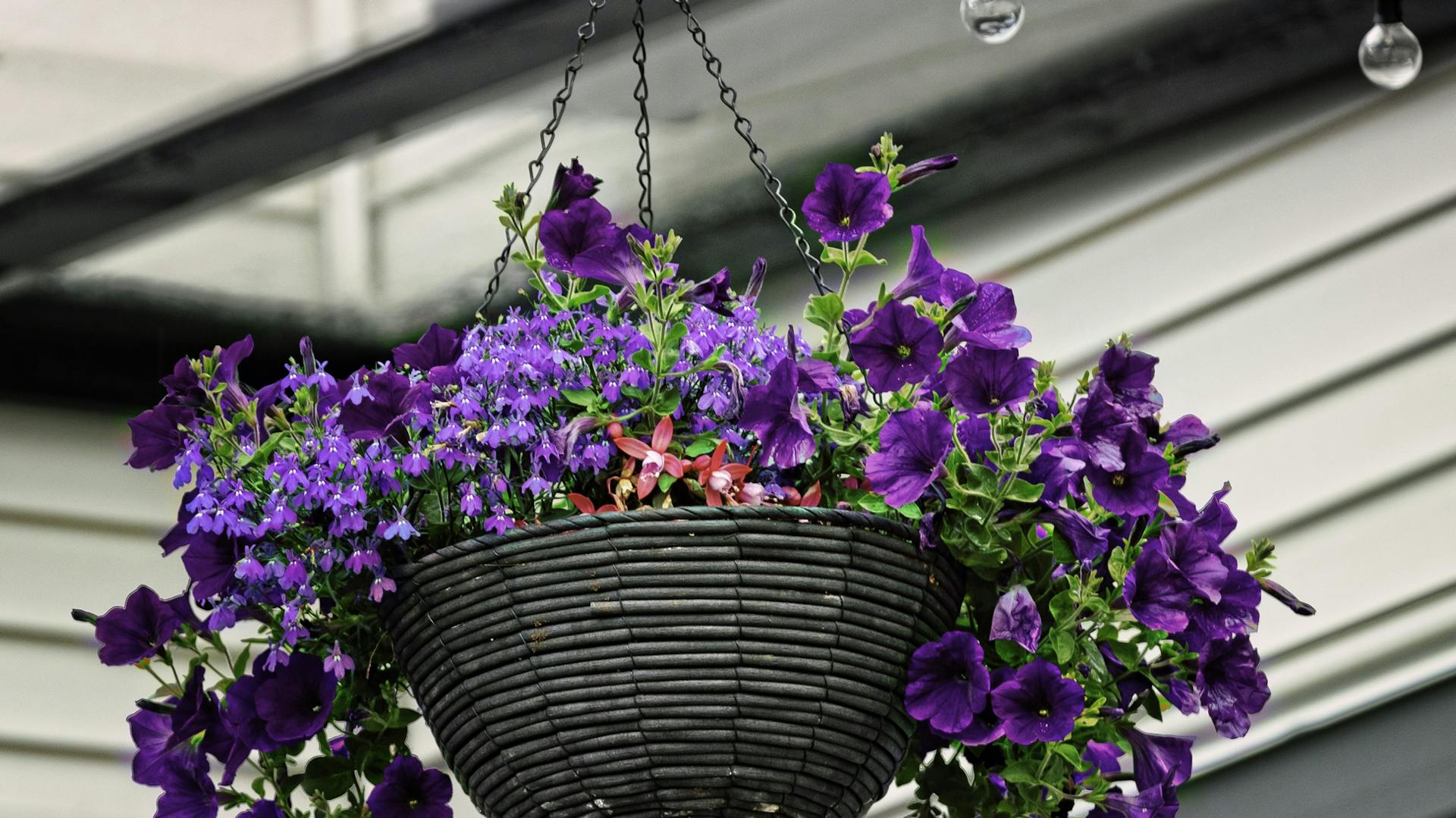 Hängende Petunie mit lilafarbenen Blüten