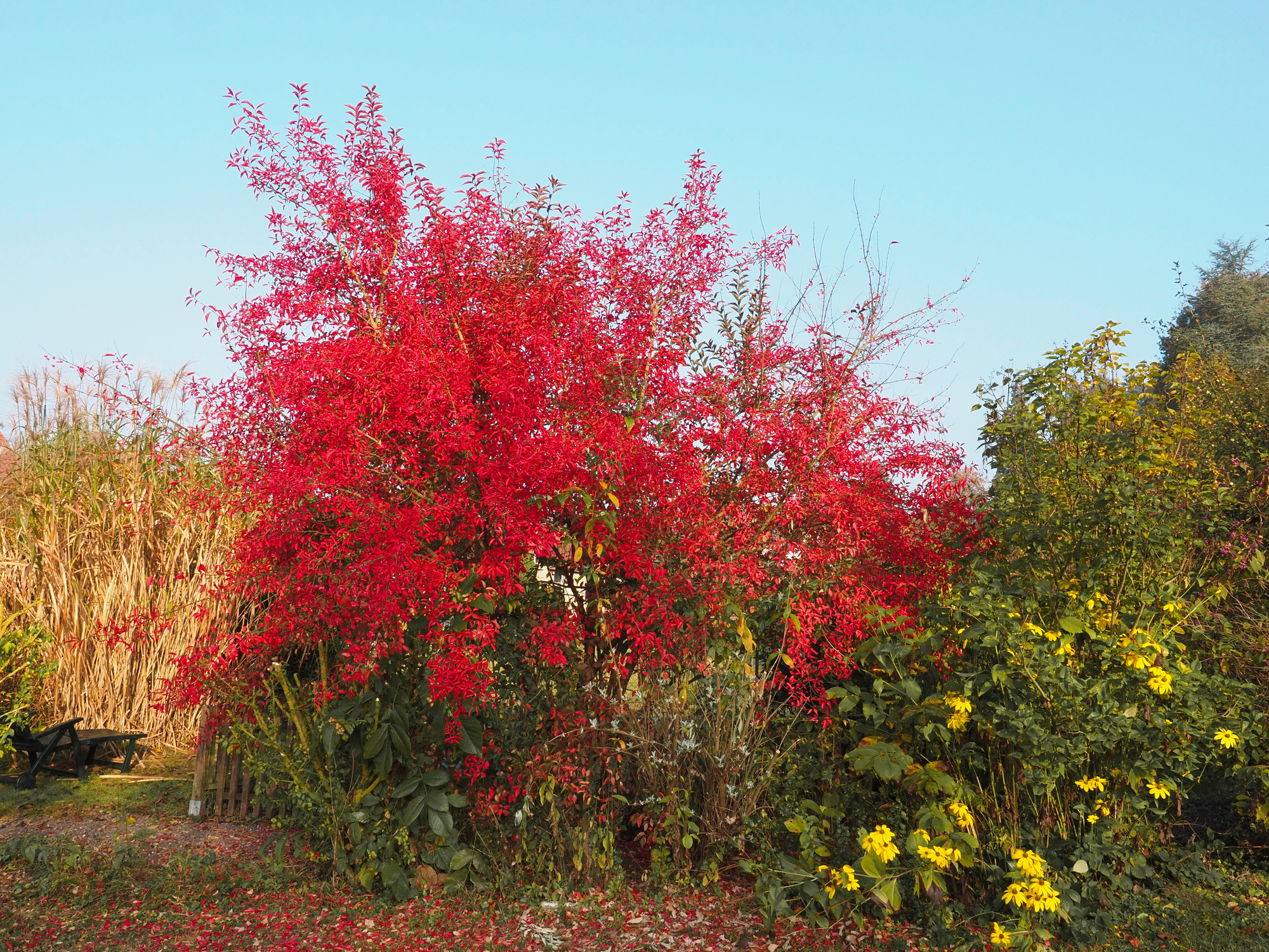 Großes Pfaffenhütchen mit leuchtend roten Blättern im Garten.