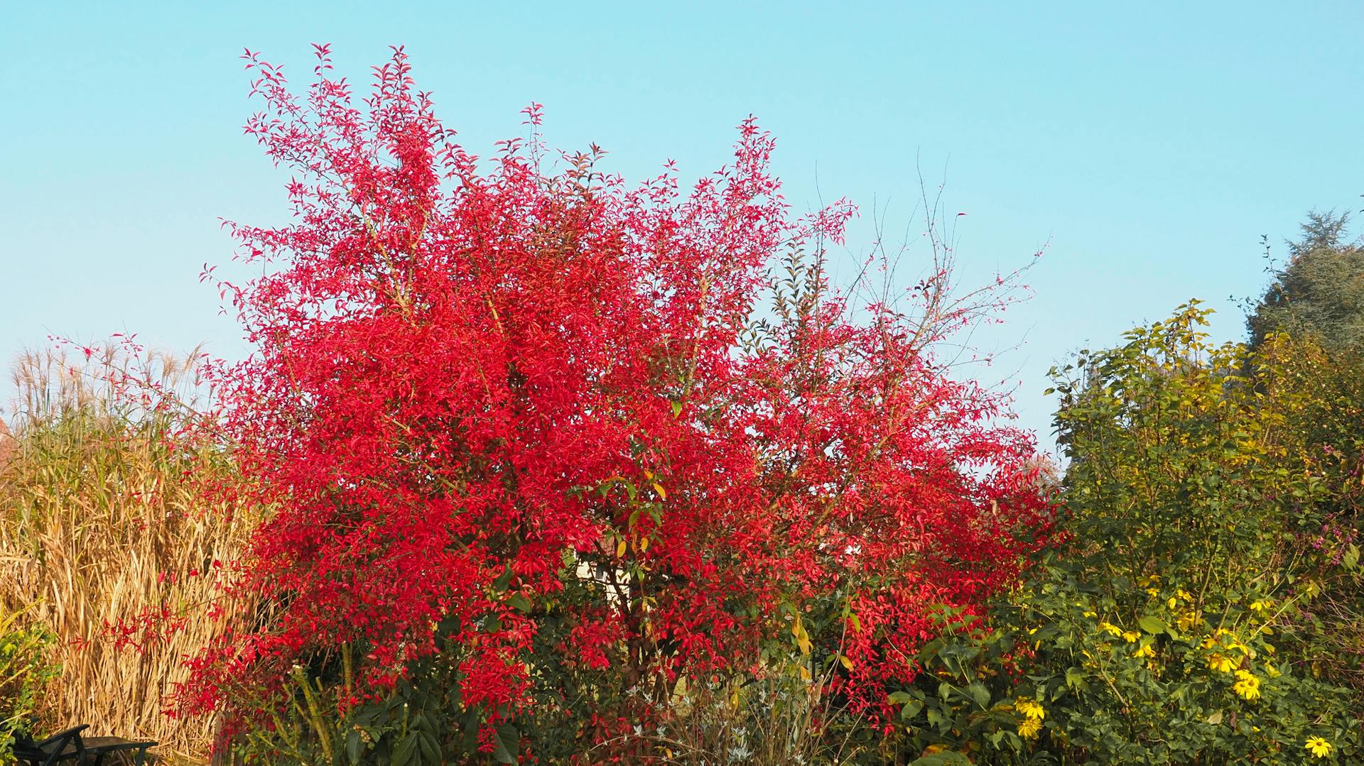 Großes Pfaffenhütchen mit leuchtend roten Blättern im Garten.