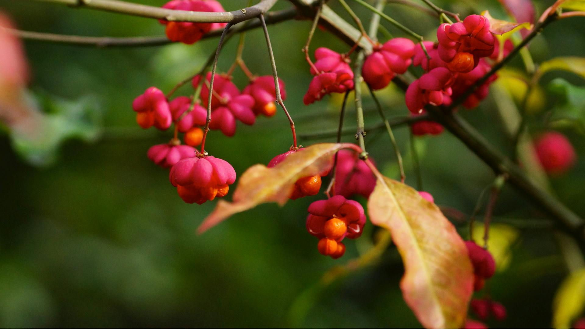 An einem Pfaffenhütchen hängen zahlreiche rote Früchte.