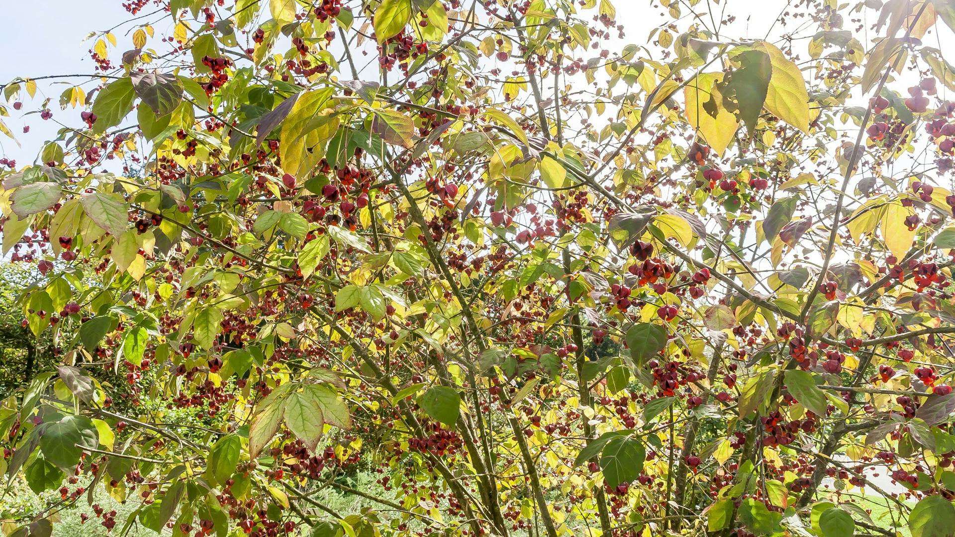 Pfaffenhütchen mit roten Früchten im Spätsommer.