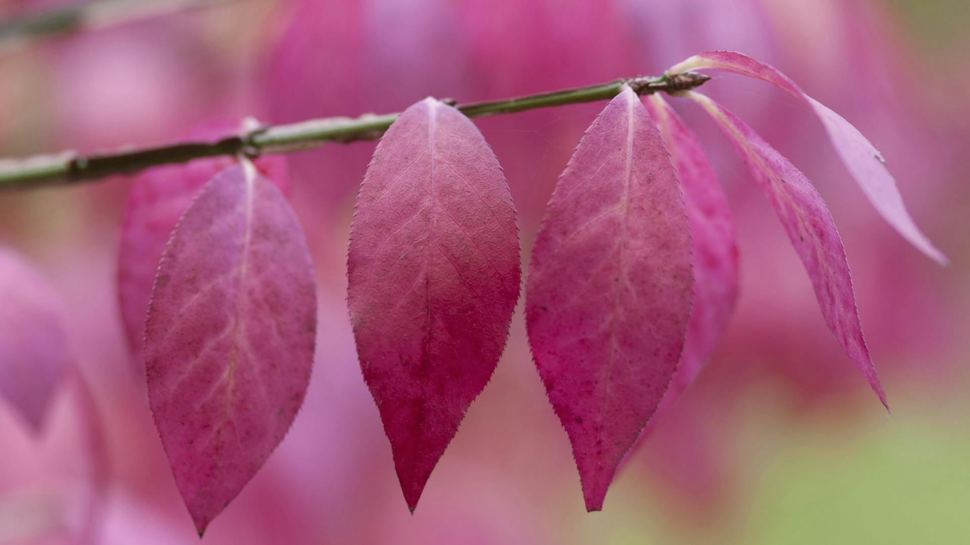 Pink verfärbte Blätter am Zweig eines Pfaffenhütchens