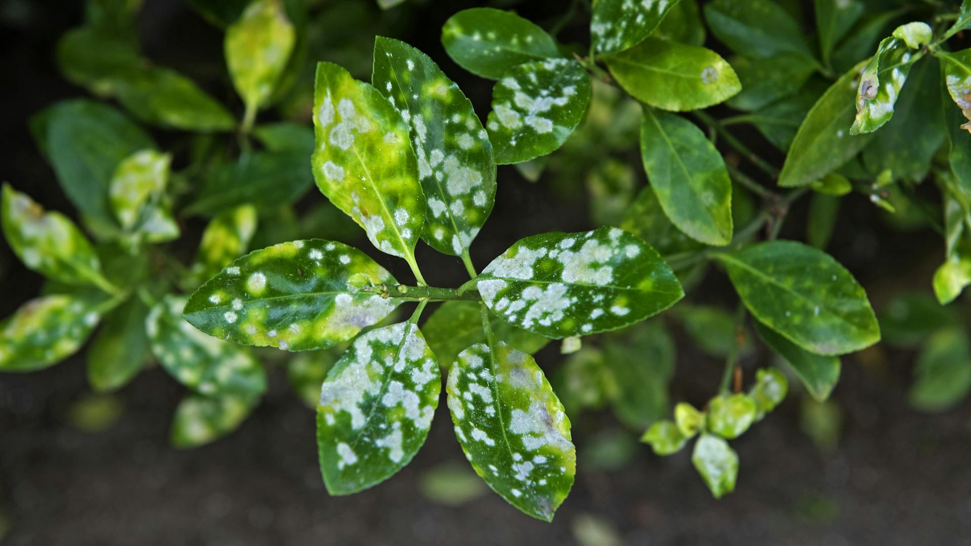 Von Echtem Mehltau befallenes Pfaffenhütchen mit typischen weißen Flecken auf den Blättern.